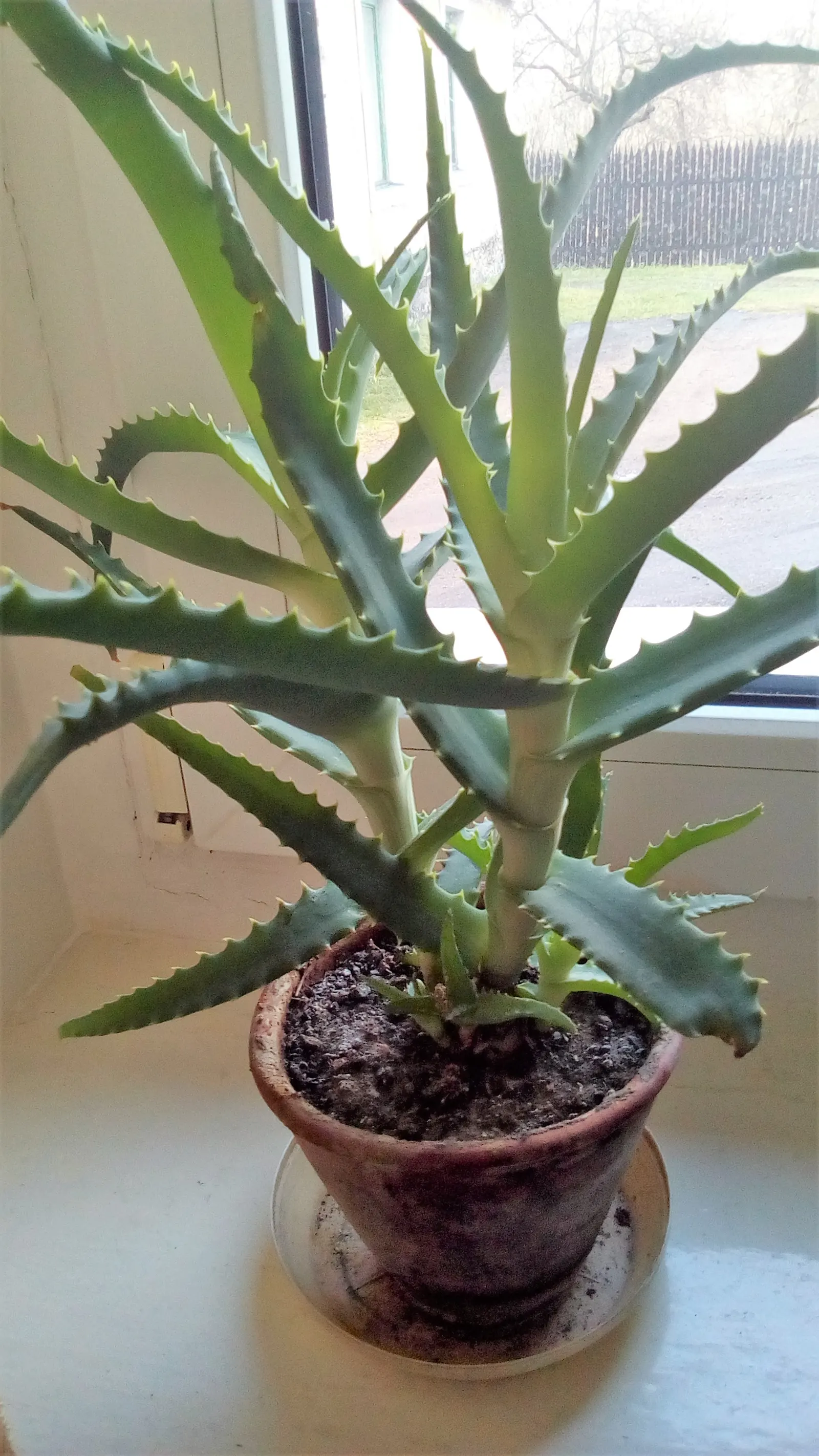 Tree Aloe (Aloe Arborescens) — such as hummingbirds.<br><br>Aloe arborescens thrives in USDA hardiness zones 9 through 11; zones 9-11 suit it best, offering a
