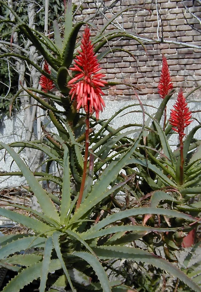 Tree Aloe (Aloe Arborescens) — asking only to be protected from frost to ensure a healthy