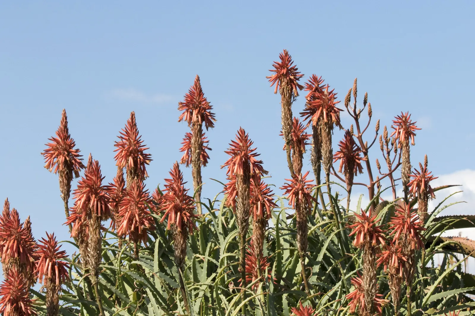 Tree Aloe (Aloe Arborescens) — Each leaf boasts characteristic spiny margins which act as a deterrent to herbivores in their native habitat, image 63