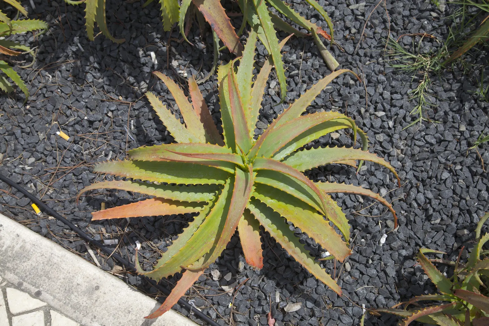 Tree Aloe (Aloe Arborescens) — reaching heights of up to 18 inches; candle-like inflorescences rise dramatically above the foliage