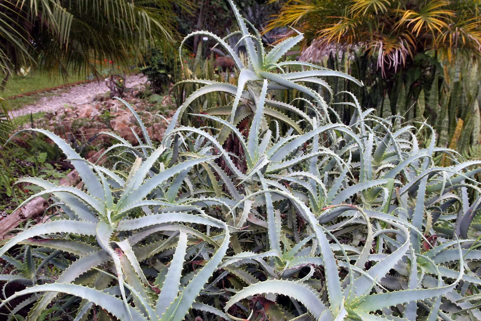 Tree Aloe (Aloe Arborescens) — Tree Aloe, Aloe arborescens, is a striking succulent, reaching up to 10ft high with a 6-8ft spread; ideal for, image 76