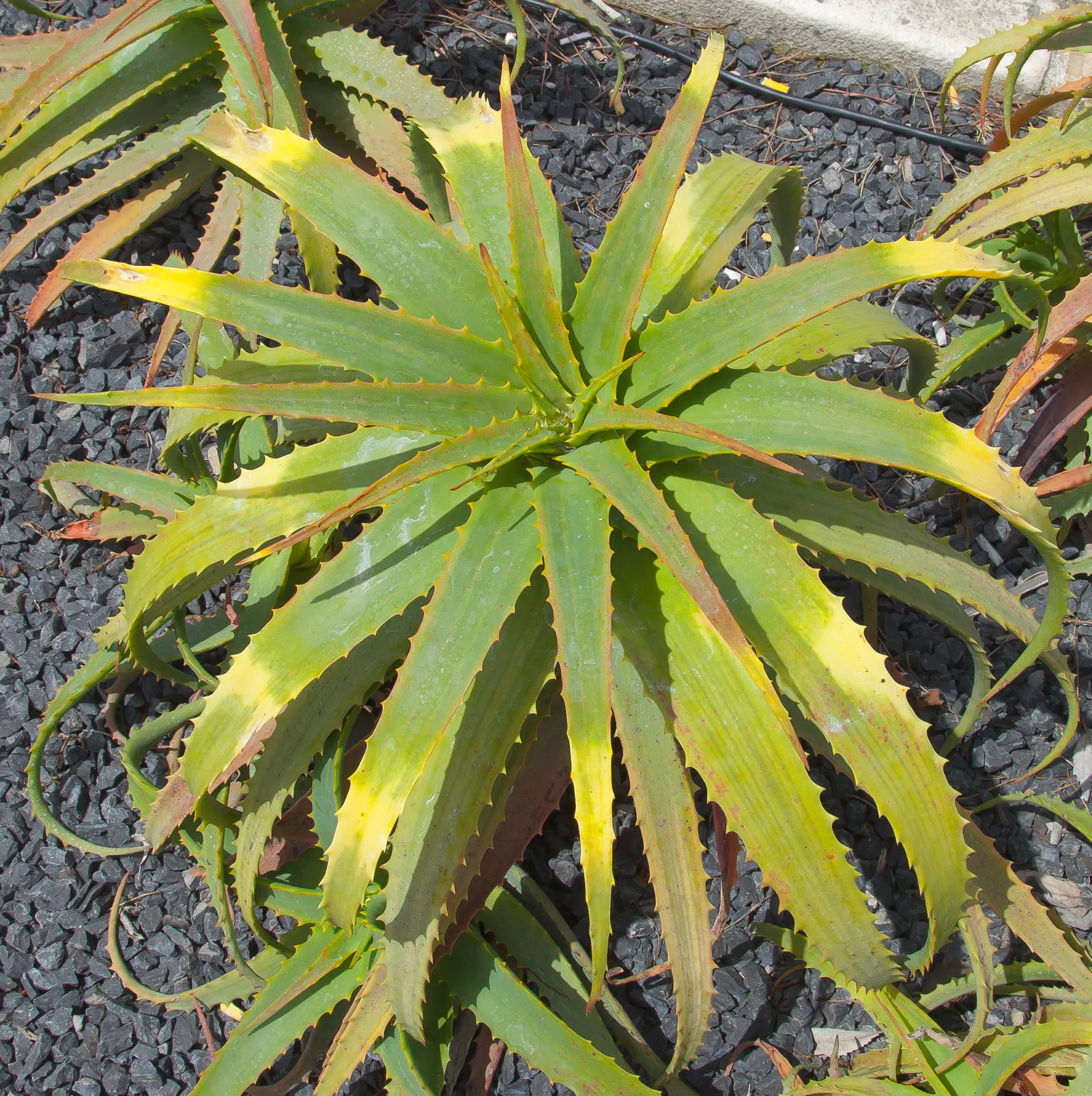 Tree Aloe (Aloe Arborescens) — Zones 9-11 suit it best, offering a dramatic focal point for water-wise gardens; making it a fascinating addition to any
