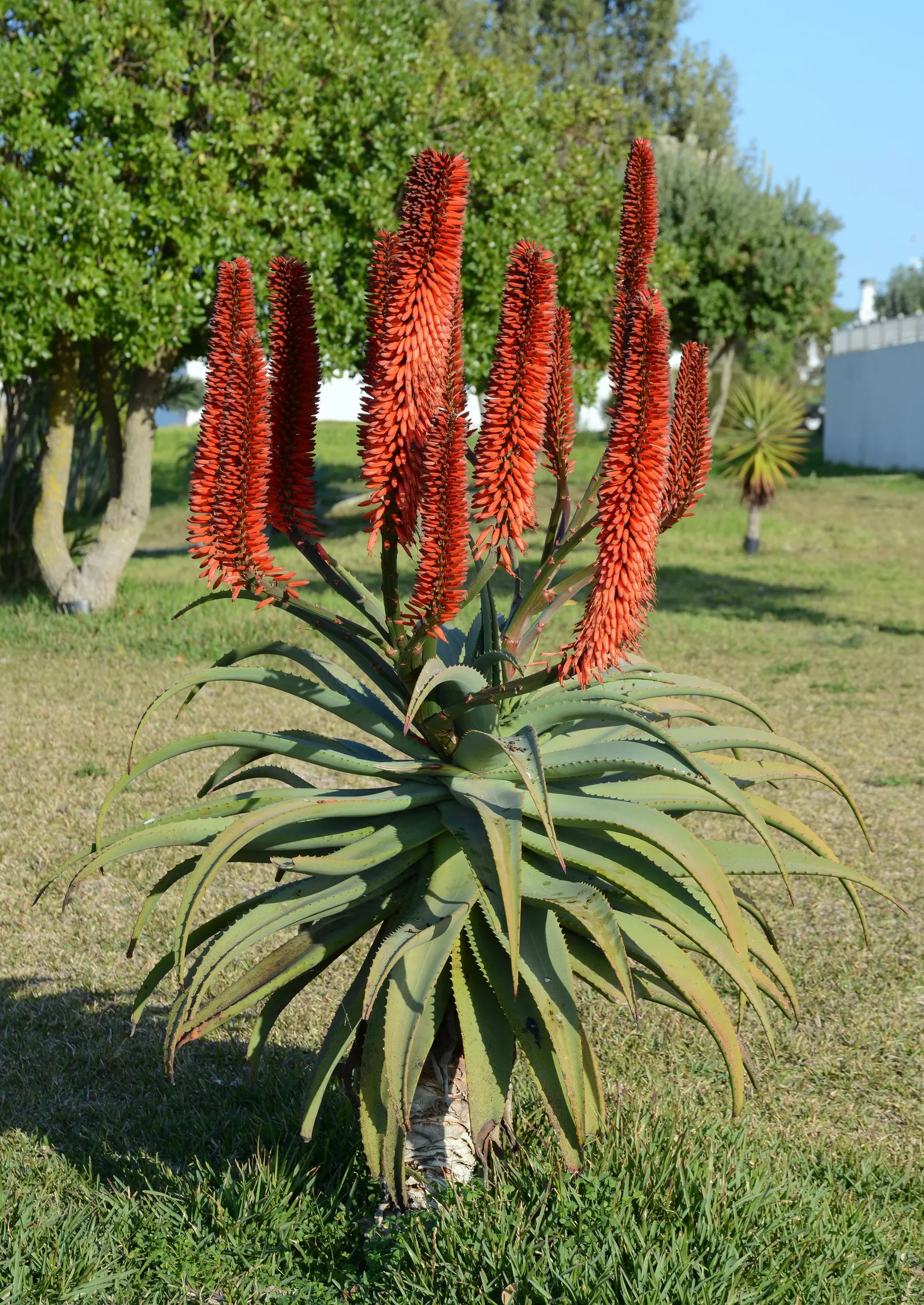 Tree Aloe (Aloe Arborescens) — orange flowers in the garden; native to southeastern Africa