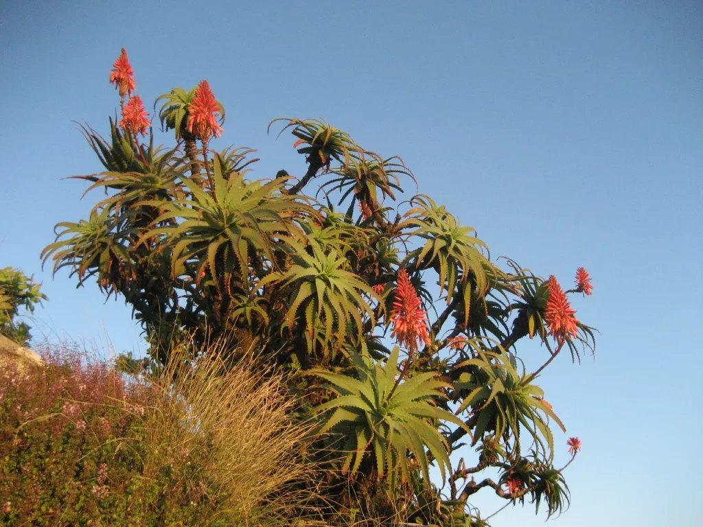 Tree Aloe (Aloe Arborescens) — with mature leaves growing to around 18 inches in length and 3 to 4 inches in width