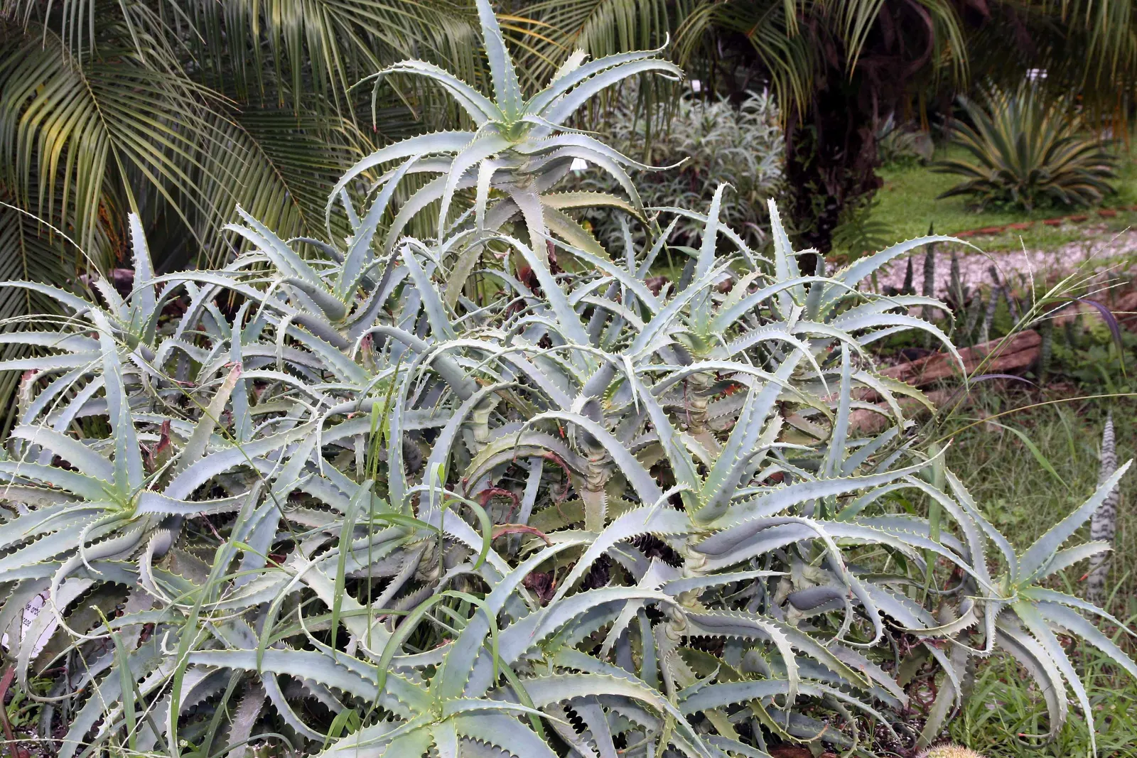 Tree Aloe (Aloe Arborescens) — Each leaf boasts characteristic spiny margins which act as a deterrent to herbivores in their native habitat, image 88