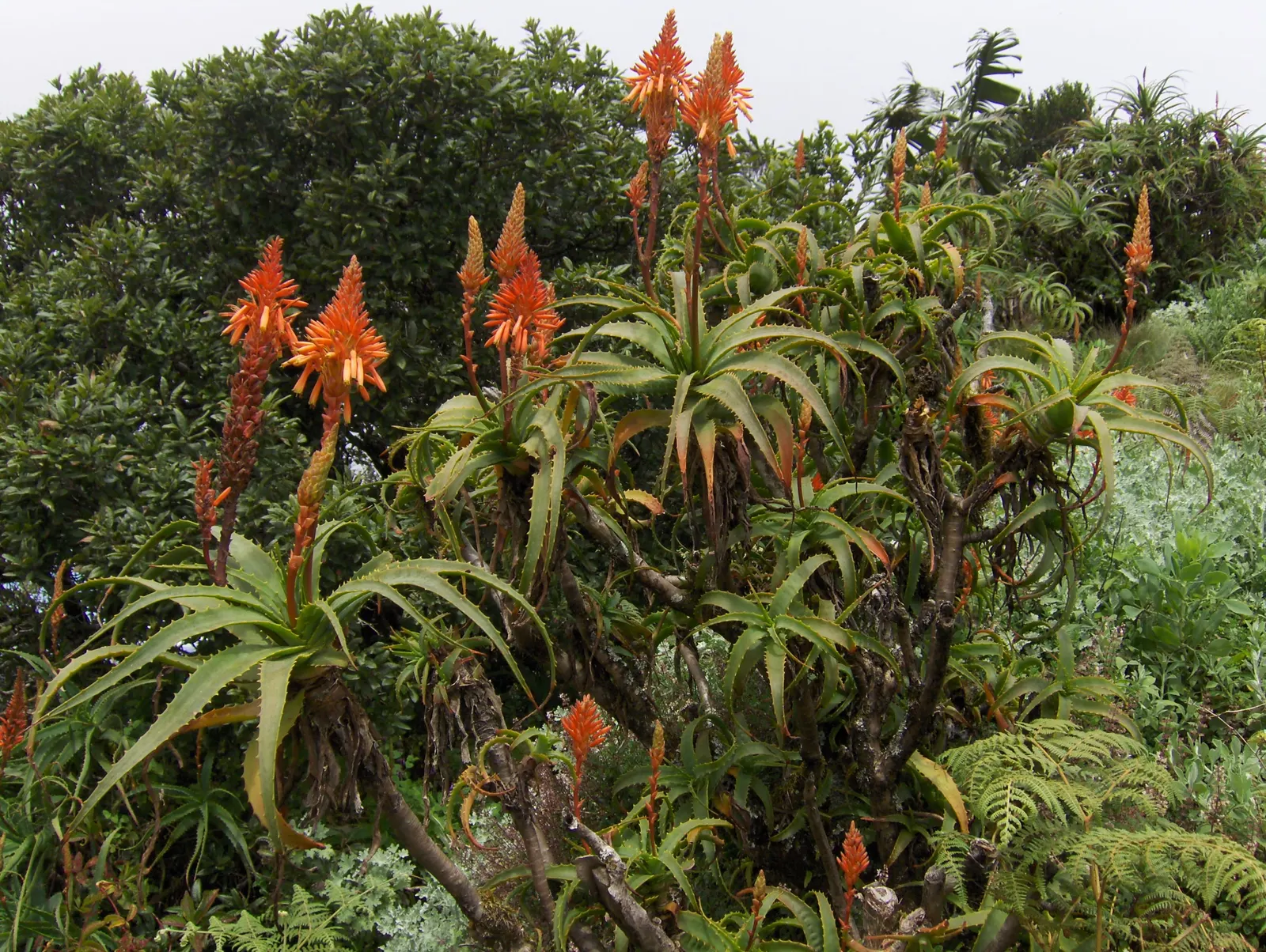 Tree Aloe (Aloe Arborescens) — making it a fascinating addition to any landscape design; asking only to be protected from frost to ensure a healthy, image 107