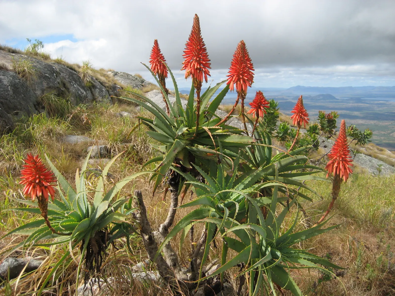 Tree Aloe (Aloe Arborescens) — Zones 9-11 suit it best, offering a dramatic focal point for water-wise gardens; making it a fascinating addition to, image 55