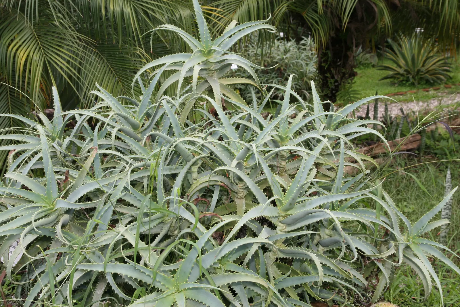 Tree Aloe (Aloe Arborescens) — It prefers to be placed in full sun to partial shade with well-draining soil; with mature leaves growing to around 18 inches in