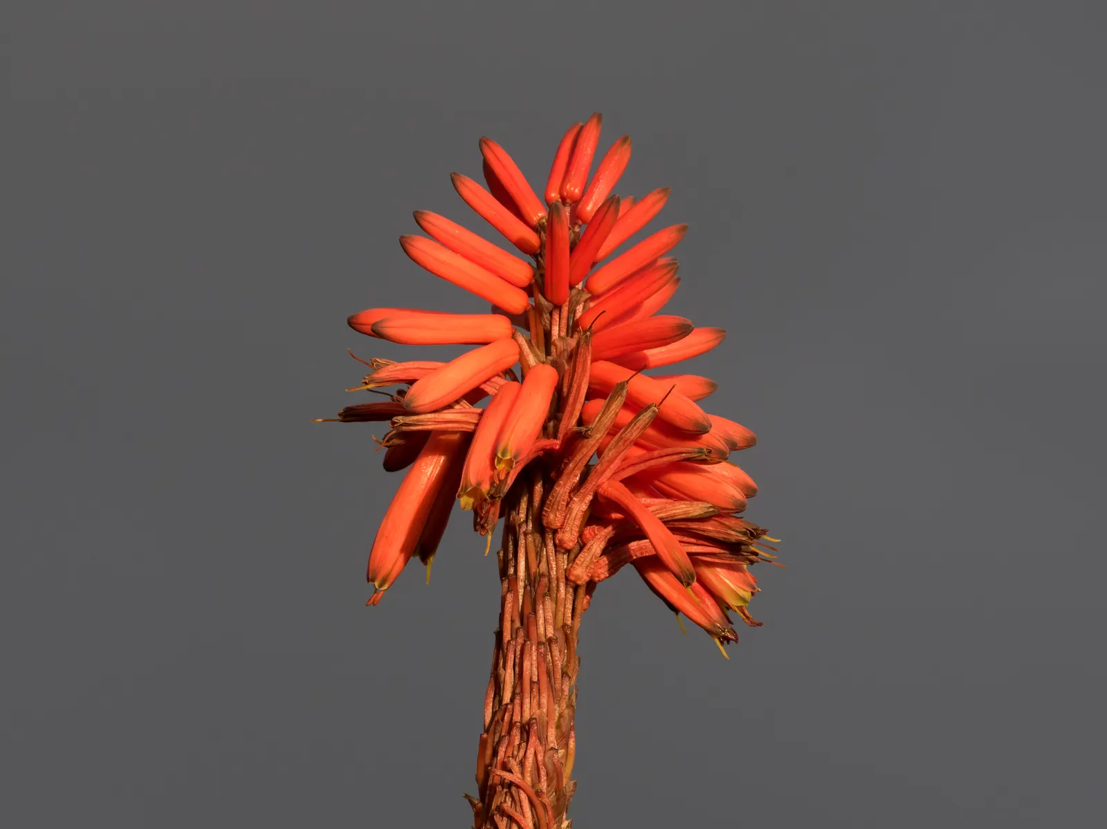 Tree Aloe (Aloe Arborescens) — reaching heights of up to 18 inches; candle-like inflorescences rise dramatically above the foliage, image 92