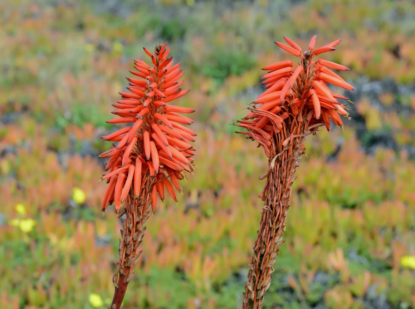 Tree Aloe (Aloe Arborescens) — typically from late fall to early winter; it prefers to be placed in full sun to partial shade with well-draining, image 89