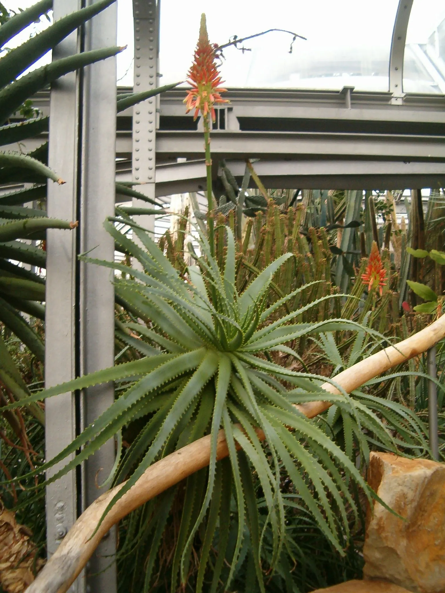 Tree Aloe (Aloe Arborescens) — typically from late fall to early winter
