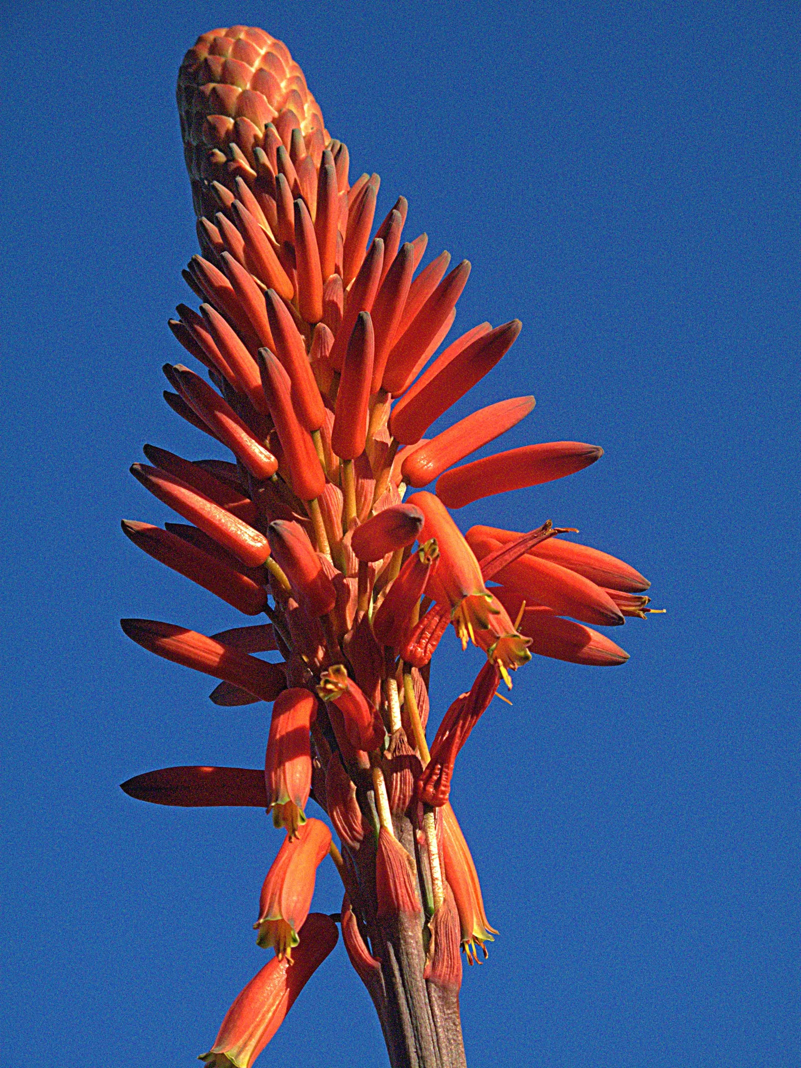 Tree Aloe (Aloe Arborescens) — and are a magnet for local pollinators; orange flowers in the garden