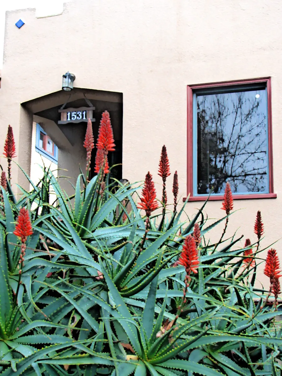Tree Aloe (Aloe Arborescens) — candle-like inflorescences rise dramatically above the foliage; this rugged plant can reach up to 8 to 10 feet in height