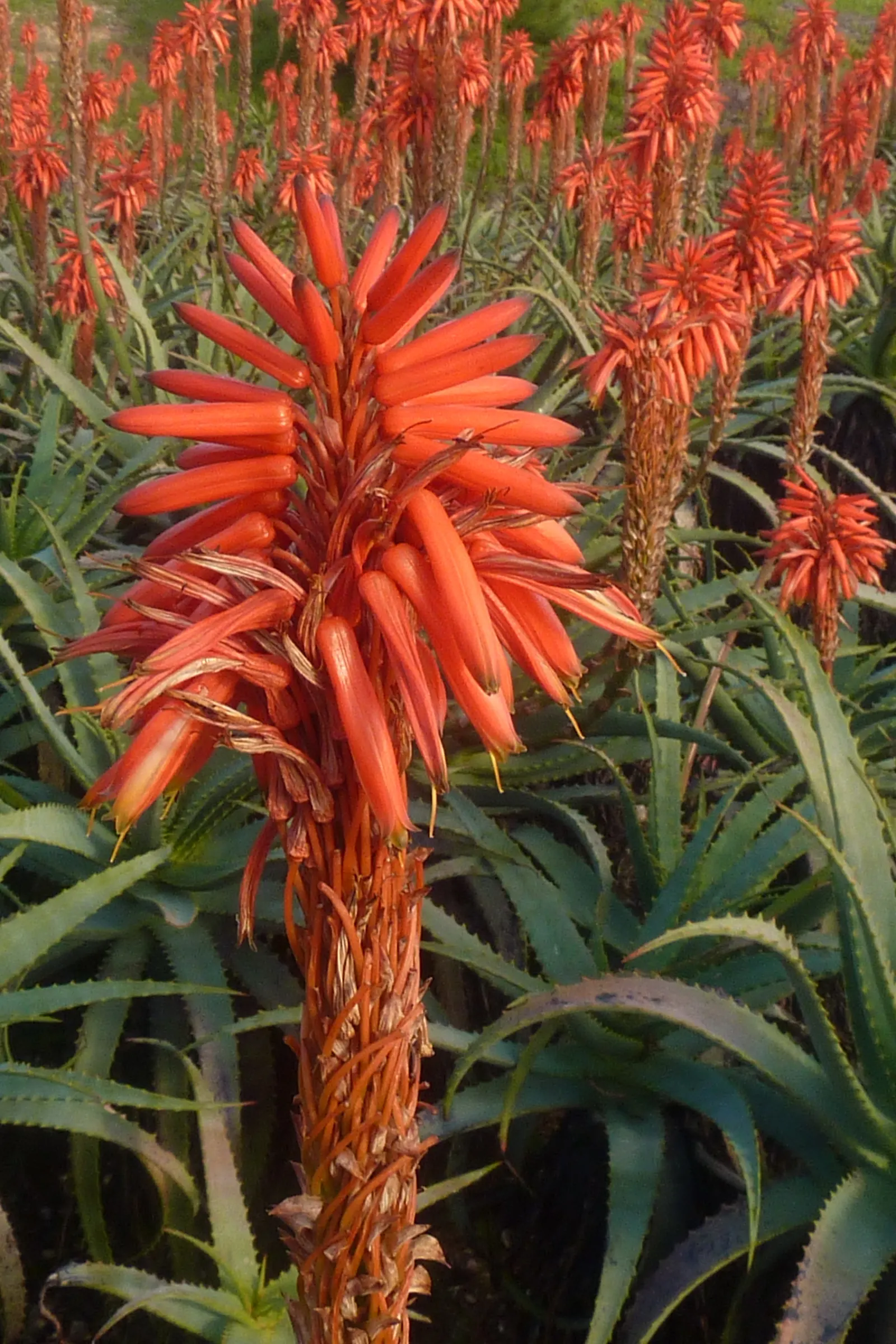 Tree Aloe (Aloe Arborescens) — showcasing coral-red flowers in winter; and are a magnet for local pollinators, image 103