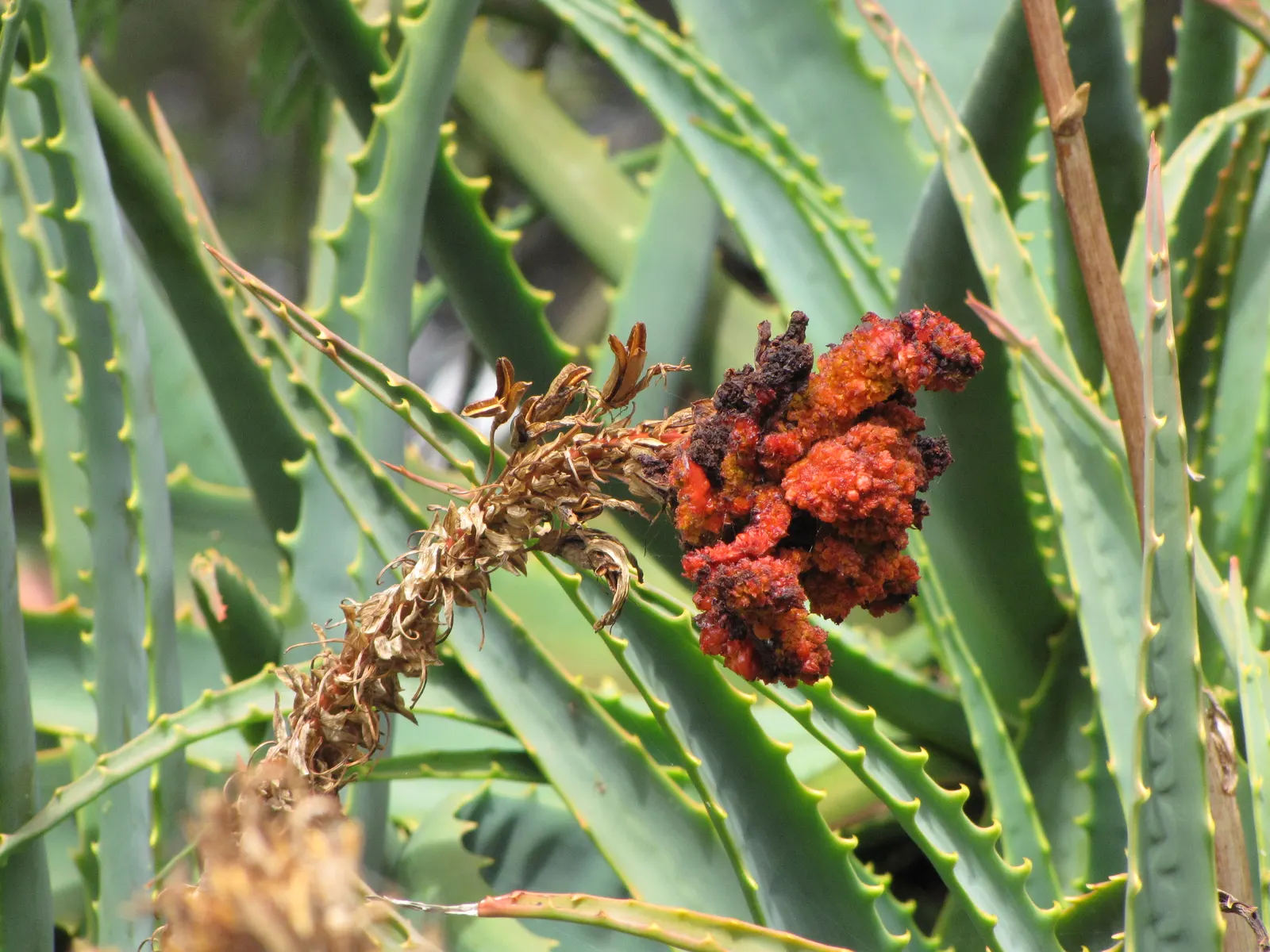 Tree Aloe (Aloe Arborescens) — such as hummingbirds.<br><br>Aloe arborescens thrives in USDA hardiness zones 9 through 11