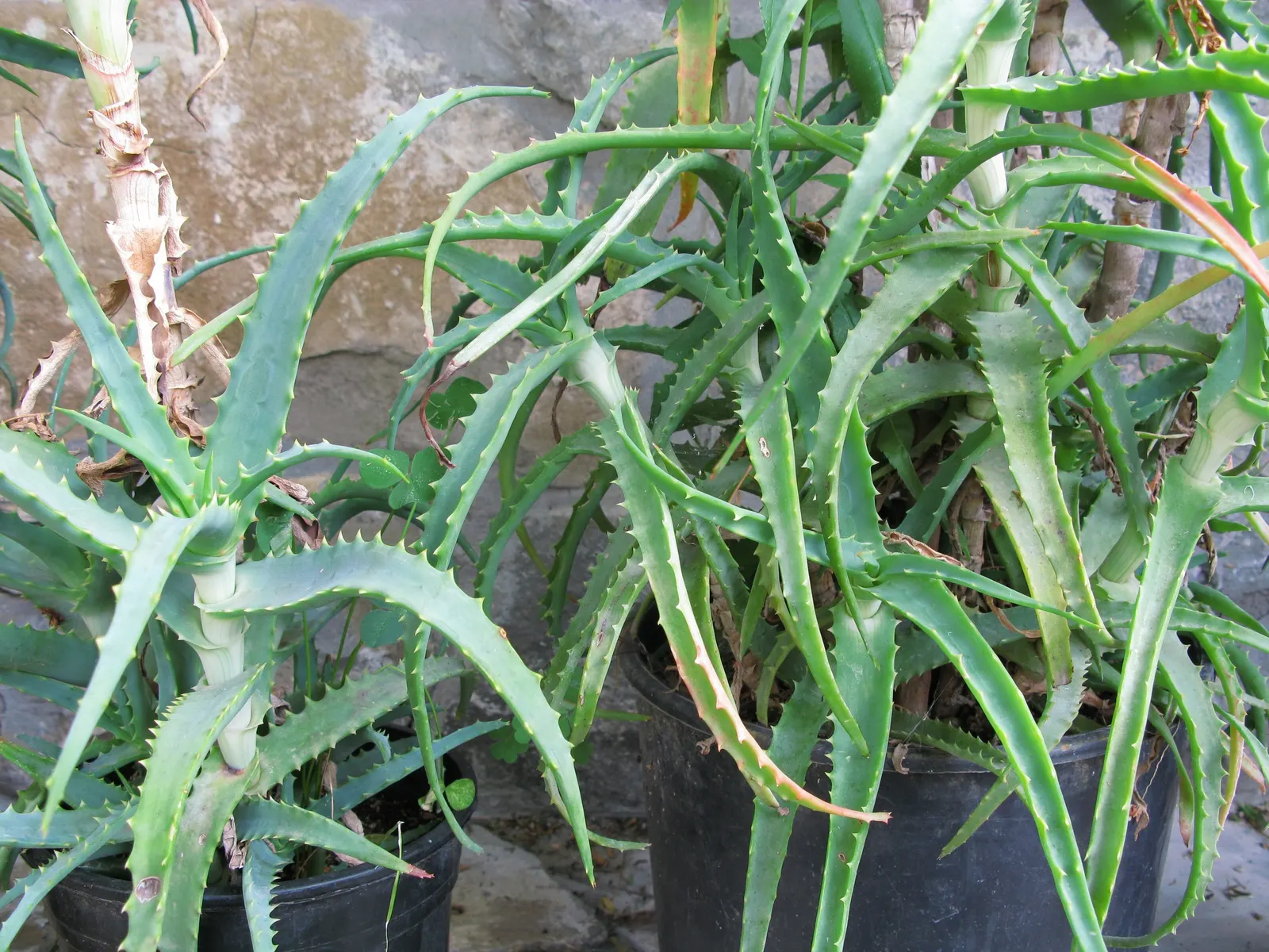 Tree Aloe (Aloe Arborescens) — Native to southeastern Africa; showcasing coral-red flowers in winter
