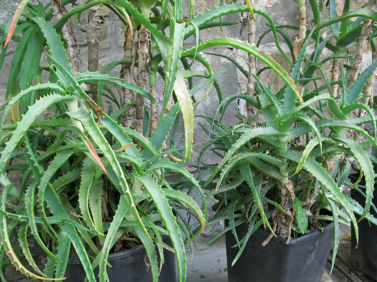 Tree Aloe (Aloe Arborescens) — succulent with orange blooms; tree Aloe truly captivates with its fiery orange-red flowers, image 74