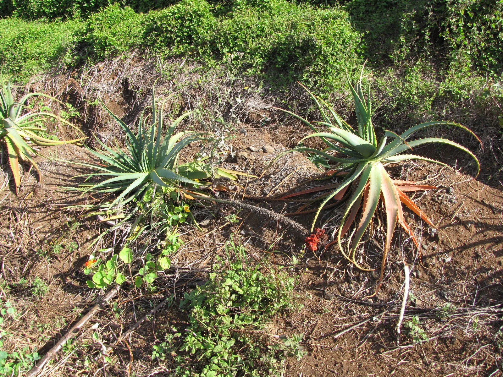 Tree Aloe (Aloe Arborescens) — showcasing coral-red flowers in winter