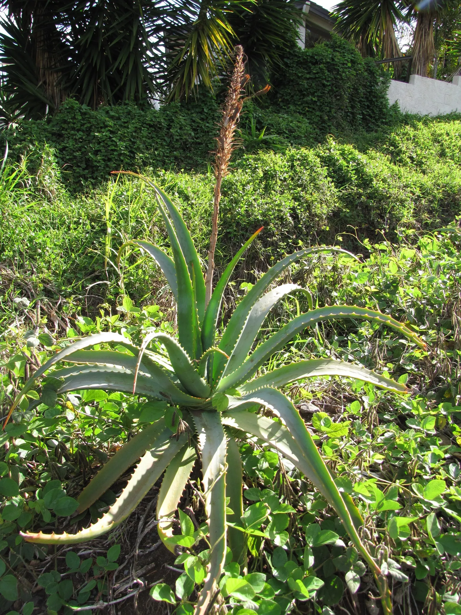 Tree Aloe (Aloe Arborescens) — forming a natural multi-stemmed