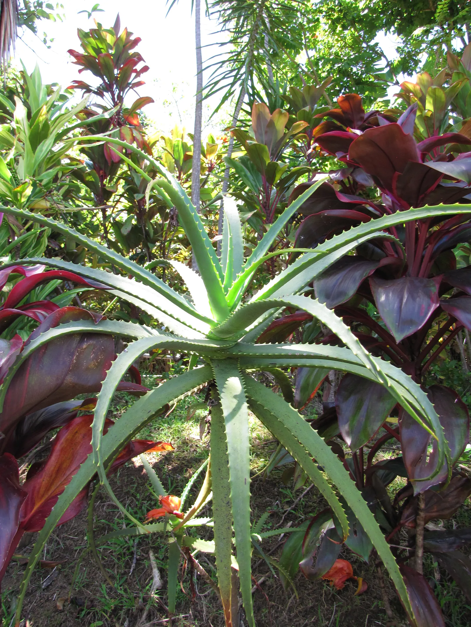 Tree Aloe (Aloe Arborescens) — typically from late fall to early winter; it prefers to be placed in full sun to partial shade with well-draining, image 64