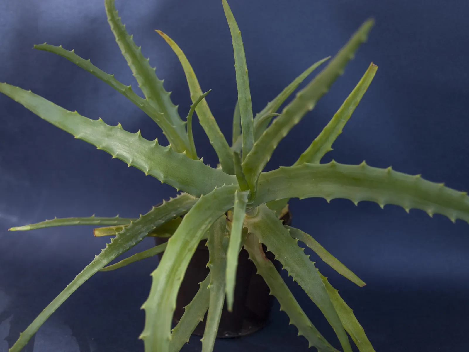 Tree Aloe (Aloe Arborescens) — Tree Aloe, Aloe arborescens, is a striking succulent, reaching up to 10ft high with a 6-8ft spread; ideal for, image 51