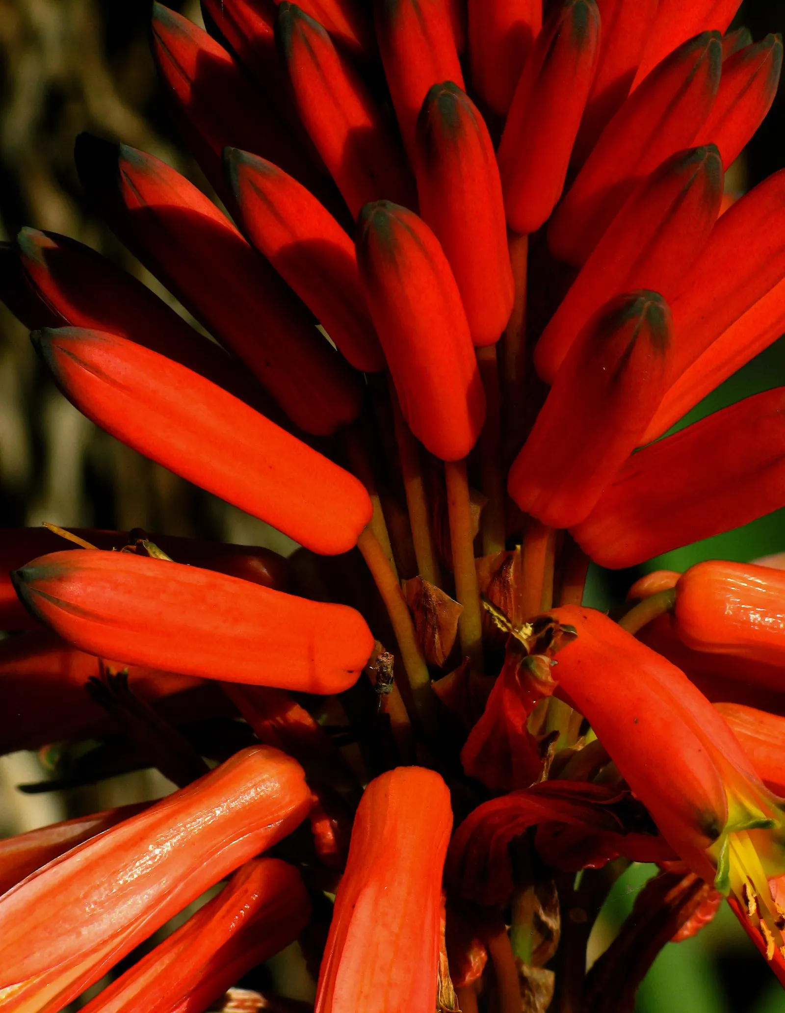 Tree Aloe (Aloe Arborescens) — the Tree Aloe offers not only visual appeal but also a topic of conversation