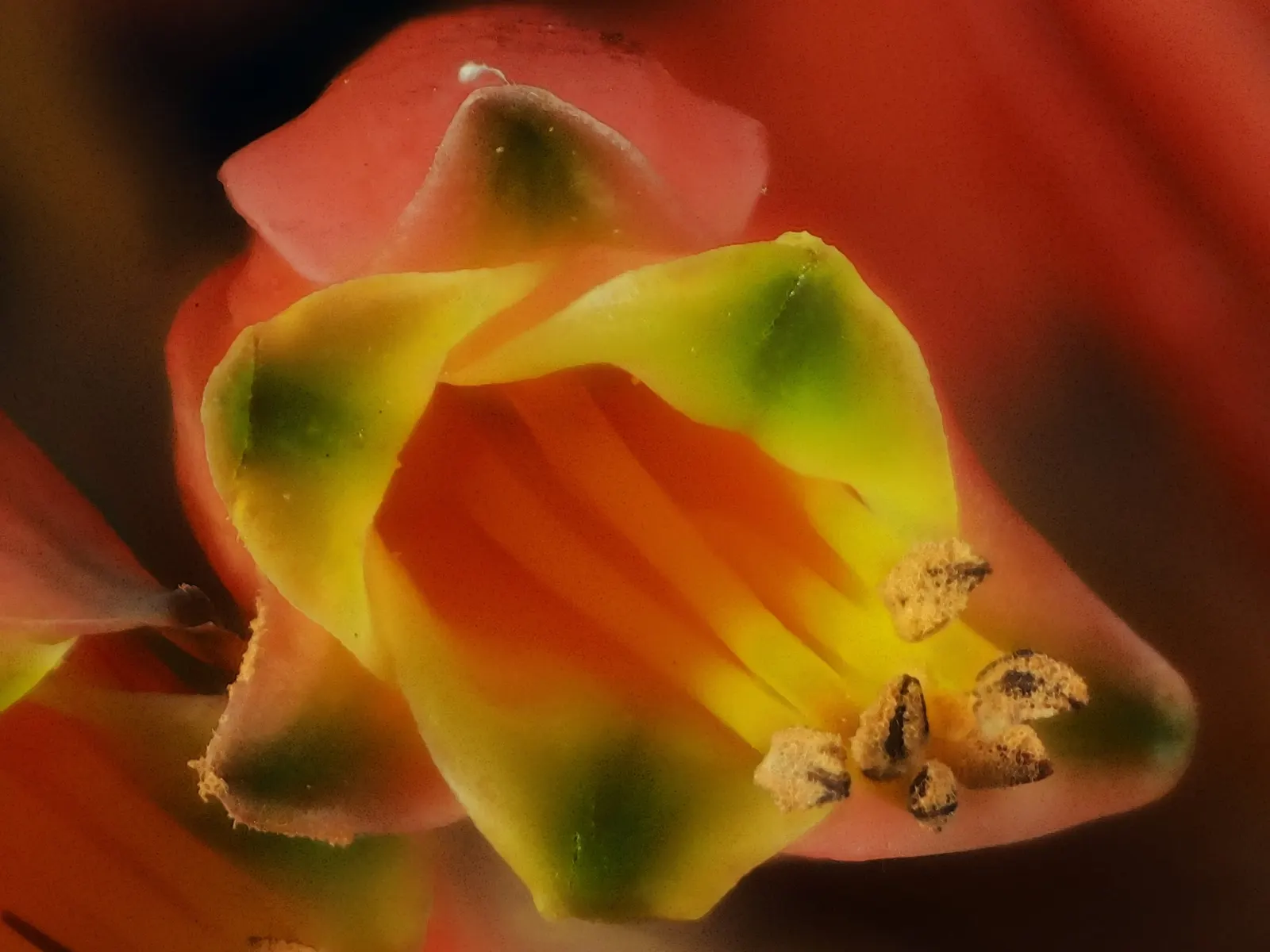 Tree Aloe (Aloe Arborescens) — orange flowers in the garden; native to southeastern Africa, image 98