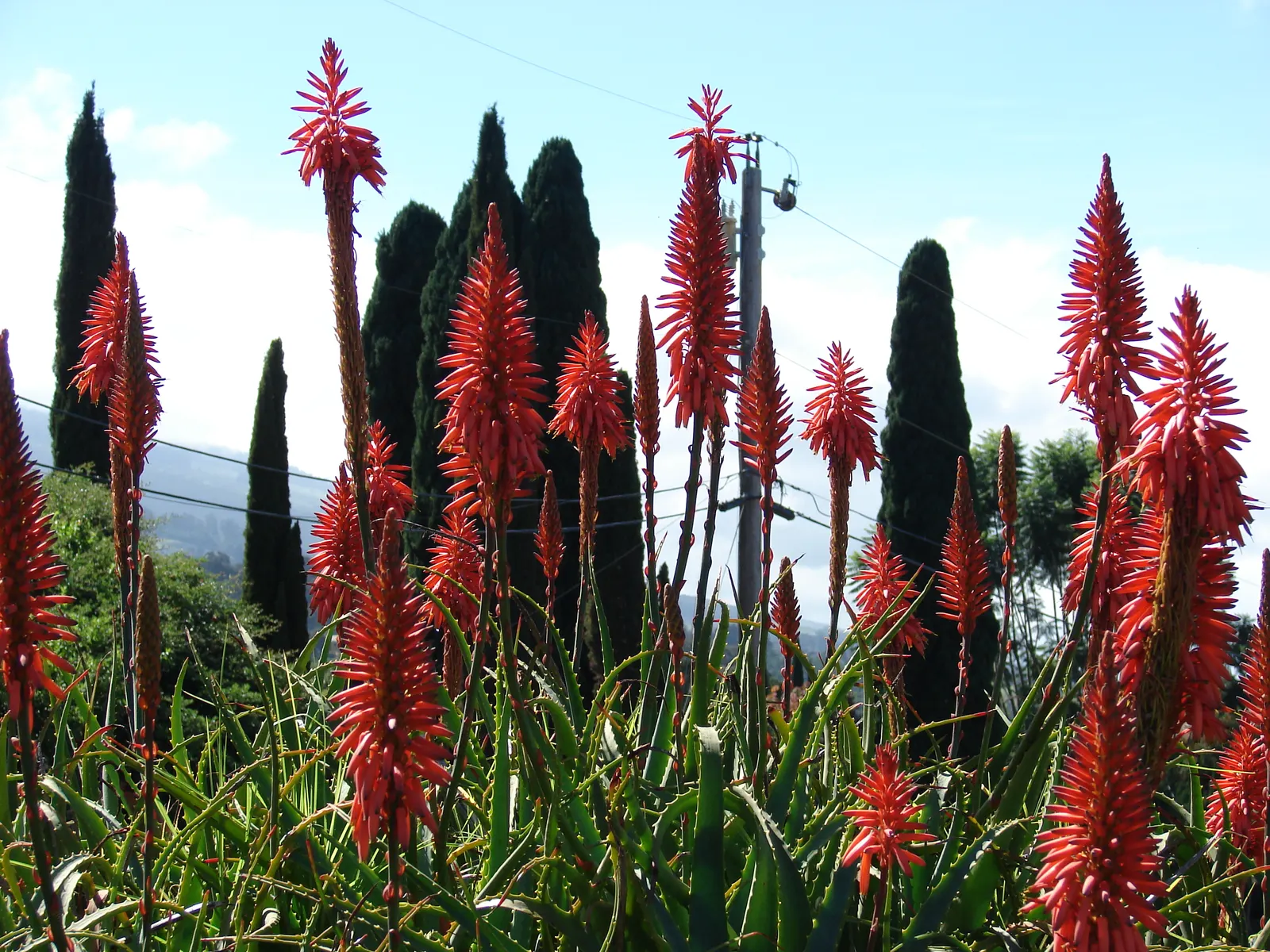 Tree Aloe (Aloe Arborescens) — Tree Aloe truly captivates with its fiery orange-red flowers; cluster at the branch tips, image 65