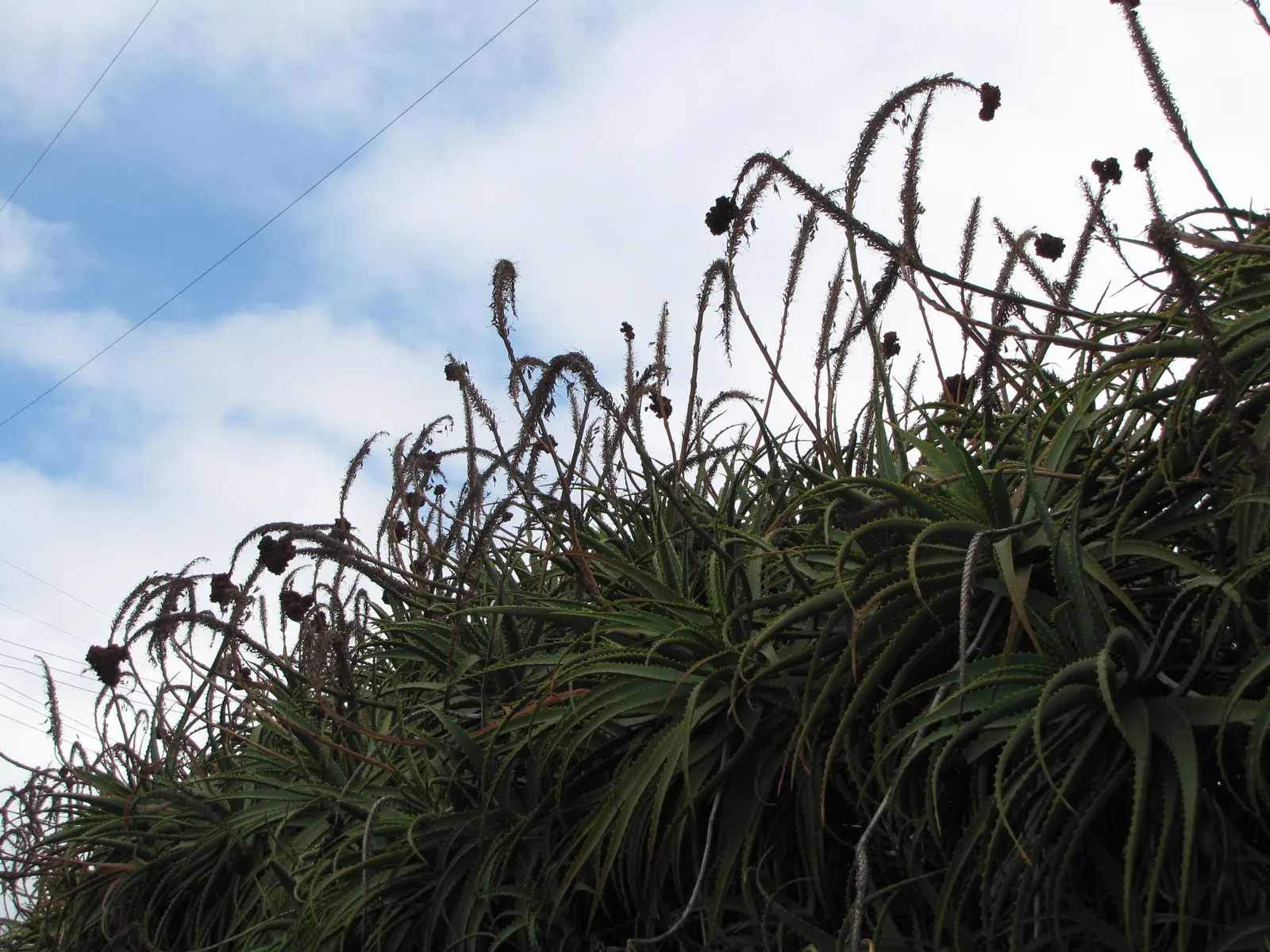 Tree Aloe (Aloe Arborescens) — asking only to be protected from frost to ensure a healthy; such as hummingbirds.<br><br>Aloe arborescens thrives in USDA