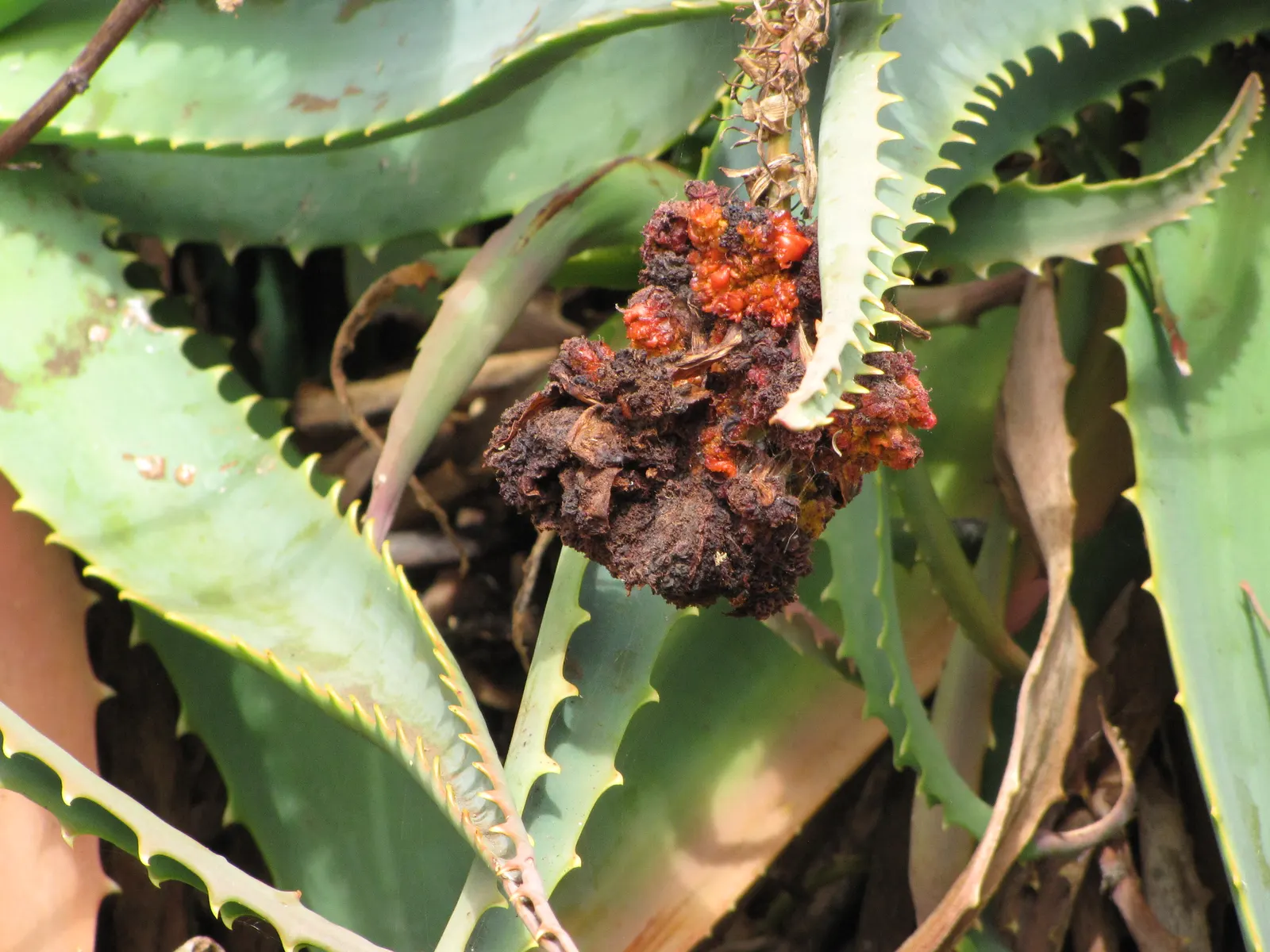 Tree Aloe (Aloe Arborescens) — succulent with orange blooms; tree Aloe truly captivates with its fiery orange-red flowers, image 99