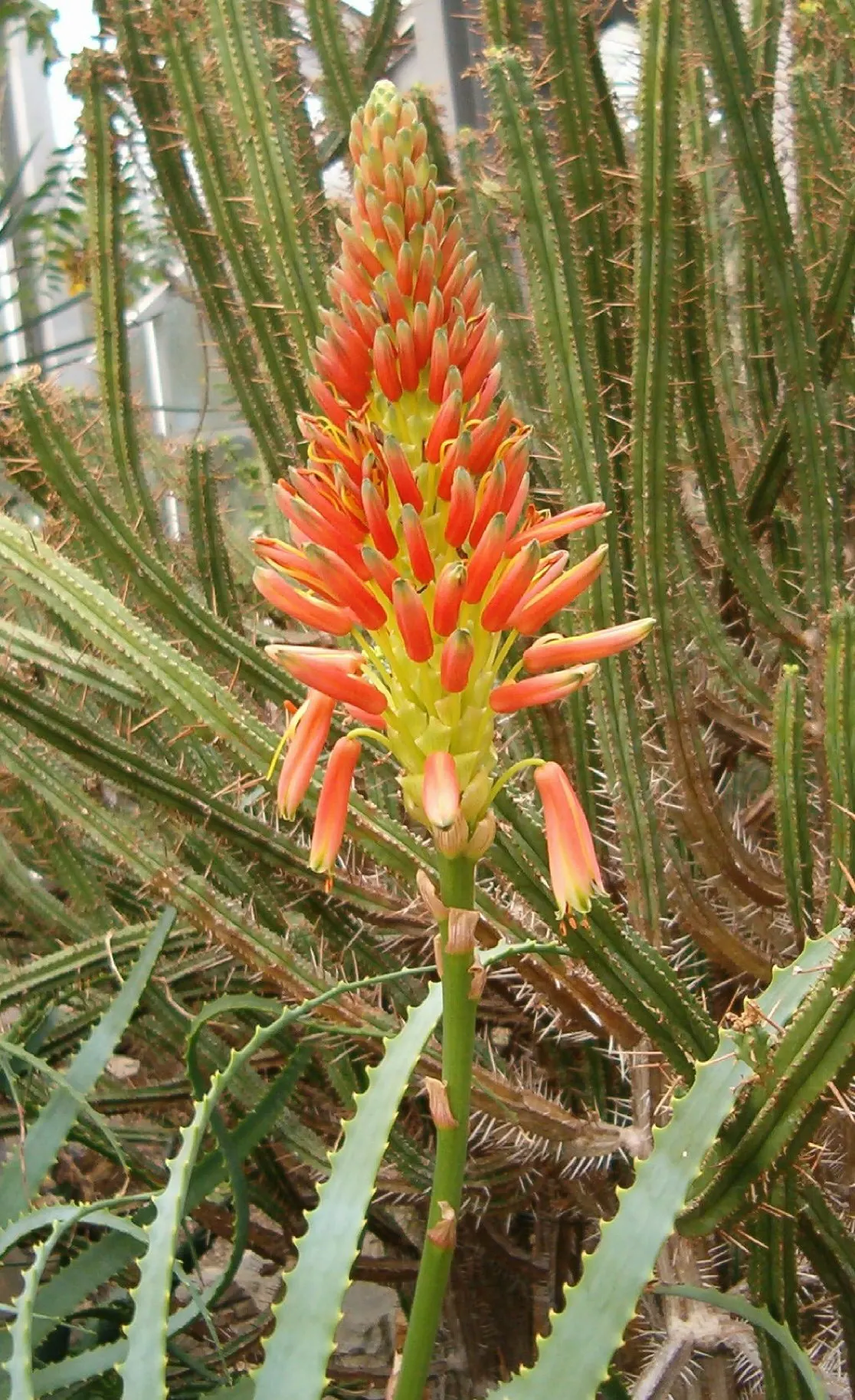 Tree Aloe (Aloe Arborescens) — making it a fascinating addition to any landscape design
