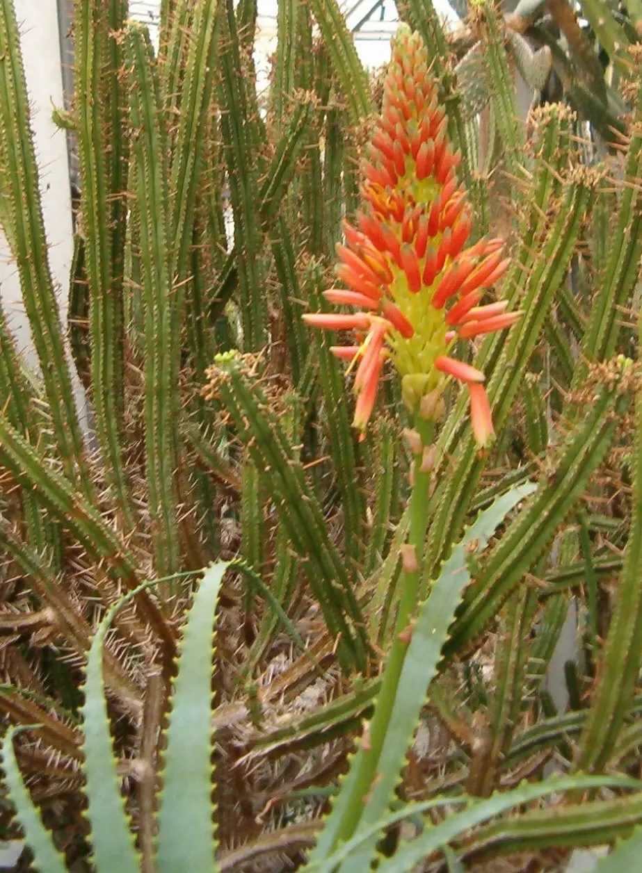 Tree Aloe (Aloe Arborescens) — and are a magnet for local pollinators; orange flowers in the garden, image 93