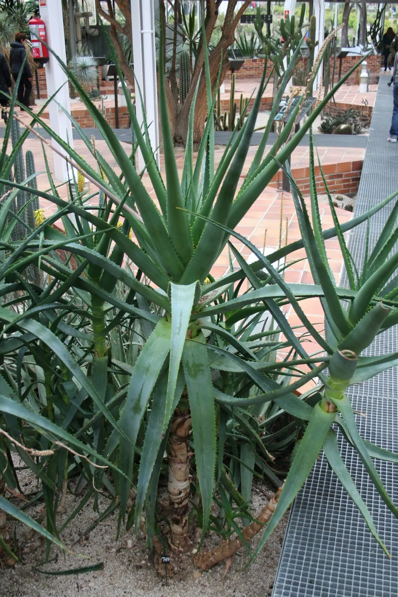 Tree Aloe (Aloe Arborescens) — showcasing coral-red flowers in winter; and are a magnet for local pollinators, image 78