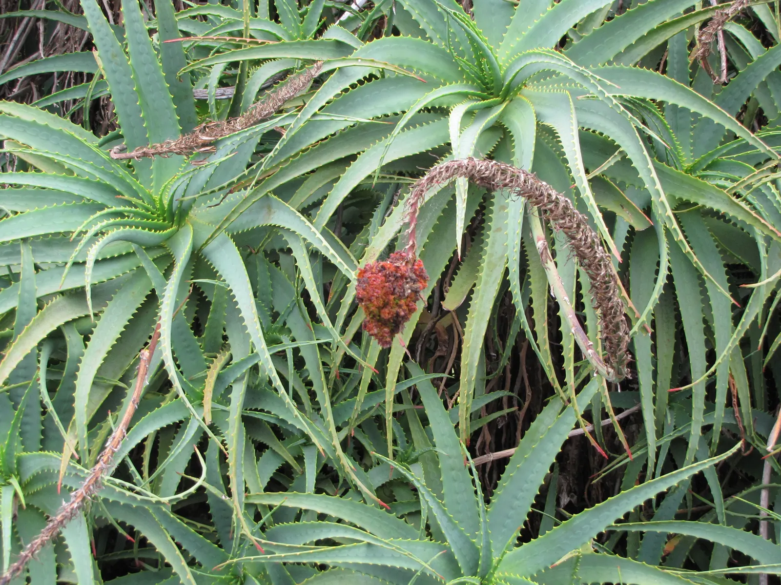 Tree Aloe (Aloe Arborescens) — making it a fascinating addition to any landscape design; asking only to be protected from frost to ensure a healthy