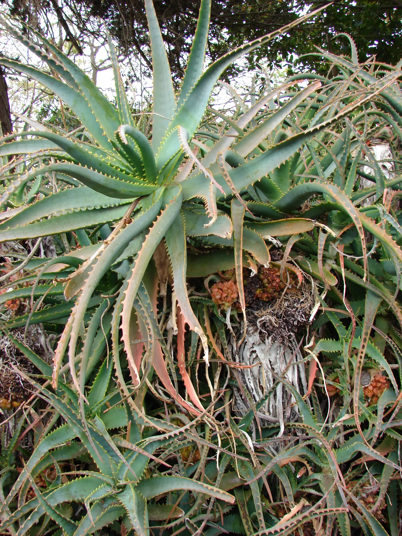 Tree Aloe (Aloe Arborescens) — grey-green leaves of the Tree Aloe are arranged in rosettes; succulent with orange blooms, image 111