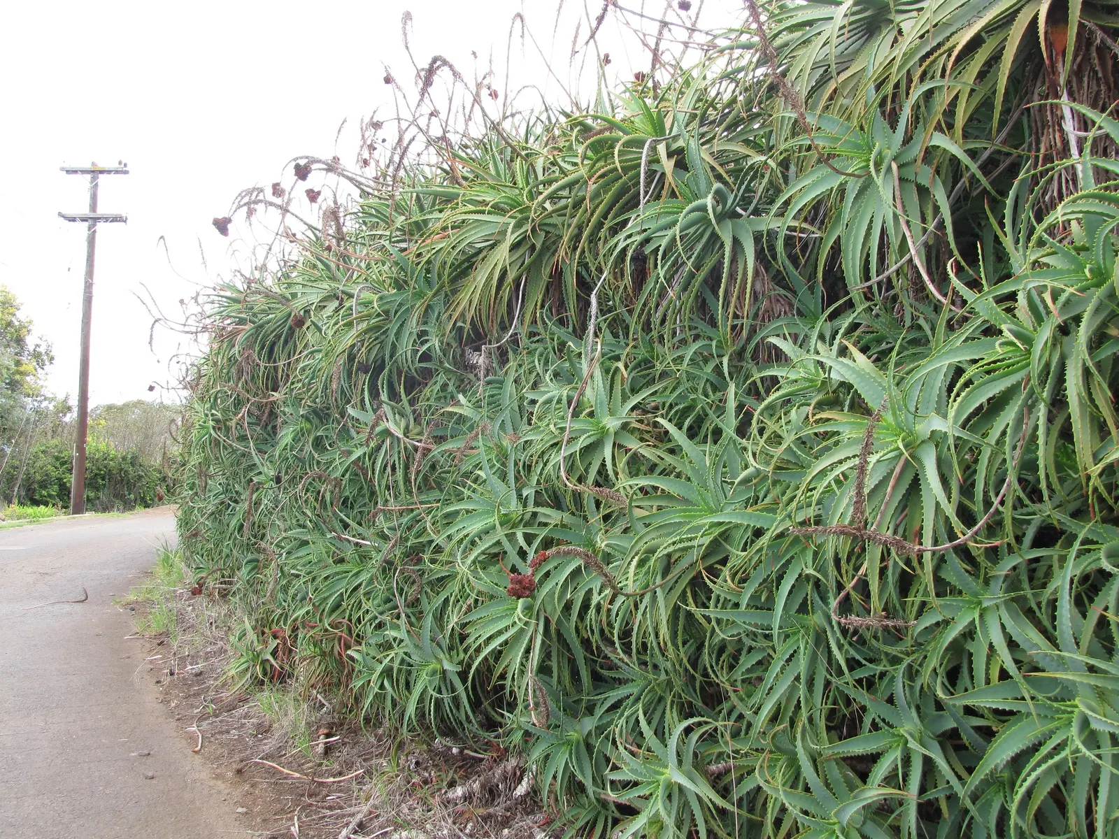 Tree Aloe (Aloe Arborescens) — this rugged plant can reach up to 8 to 10 feet in height; forming a natural multi-stemmed, image 59