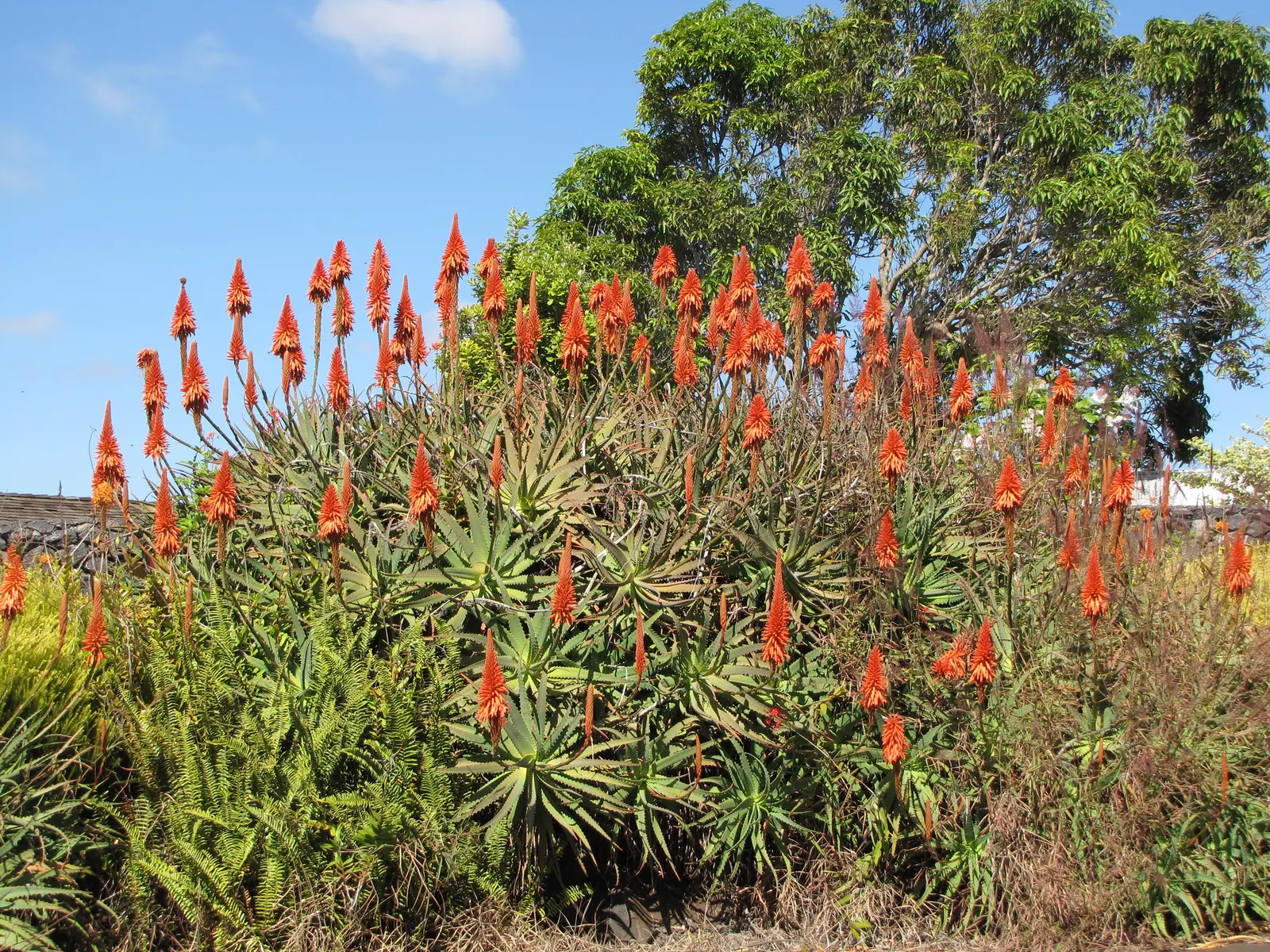 Tree Aloe (Aloe Arborescens) — with mature leaves growing to around 18 inches in length and 3 to 4 inches in width; easy-care, it attracts birds, image 62