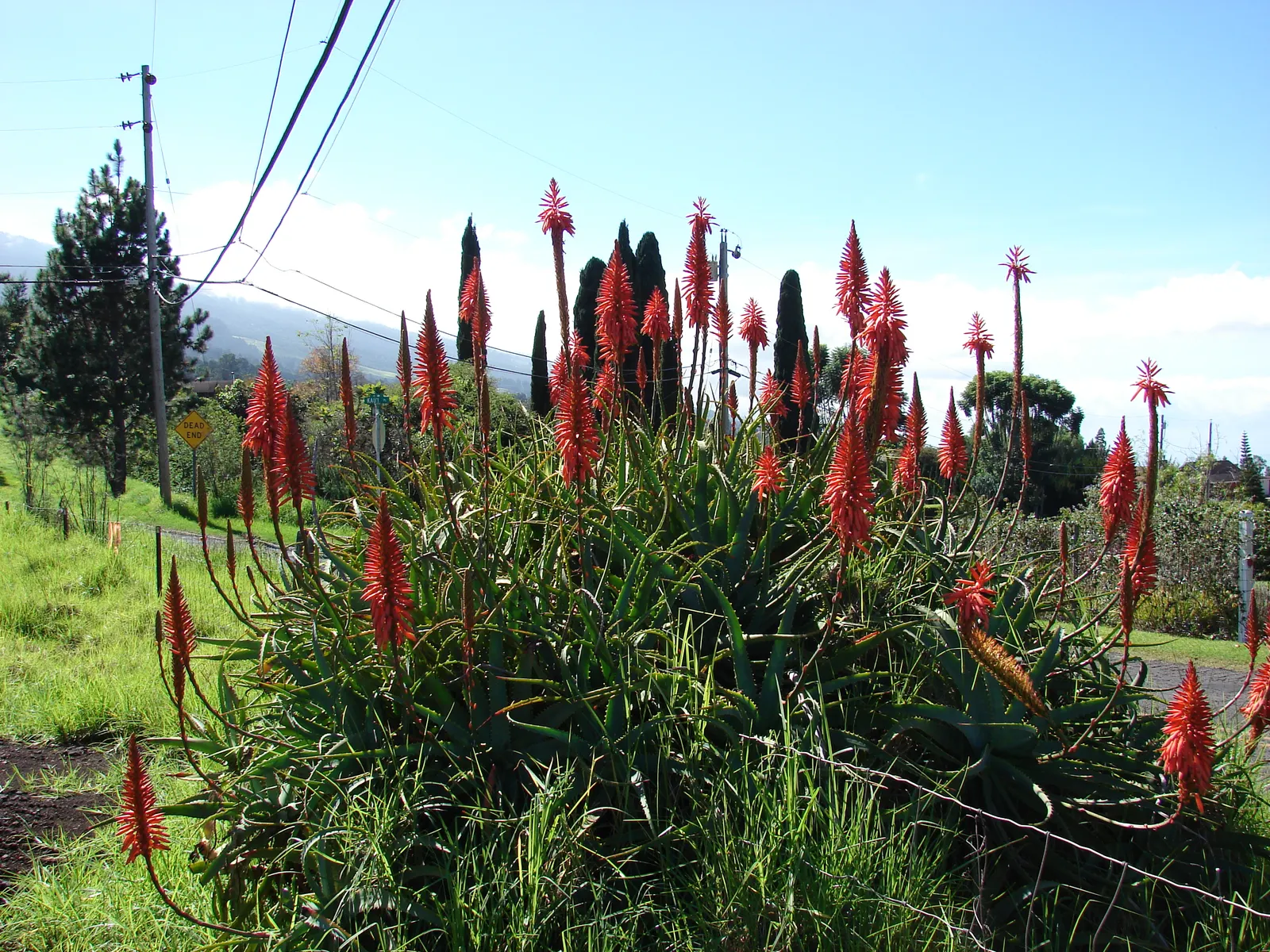 Tree Aloe (Aloe Arborescens) — Easy-care, it attracts birds and bees, enhancing biodiversity; typically from late fall to early winter