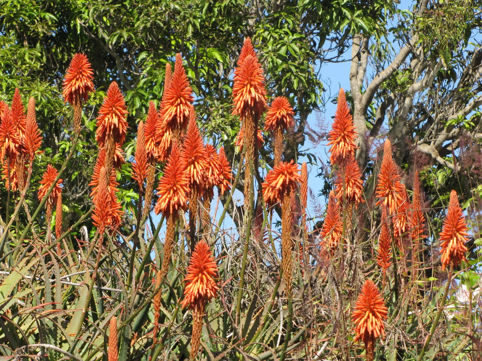 Tree Aloe (Aloe Arborescens) — grey-green leaves of the Tree Aloe are arranged in rosettes; succulent with orange blooms, image 86