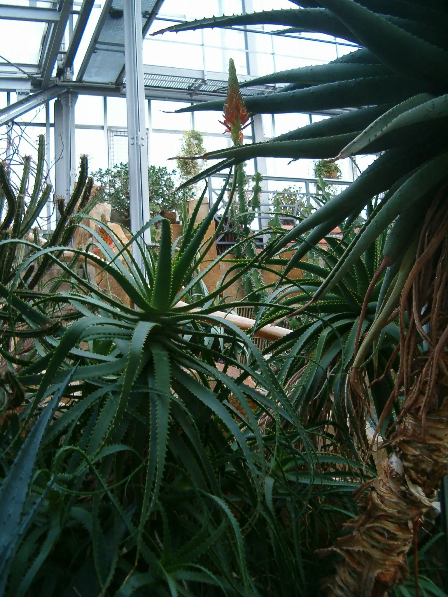 Tree Aloe (Aloe Arborescens) — orange flowers in the garden