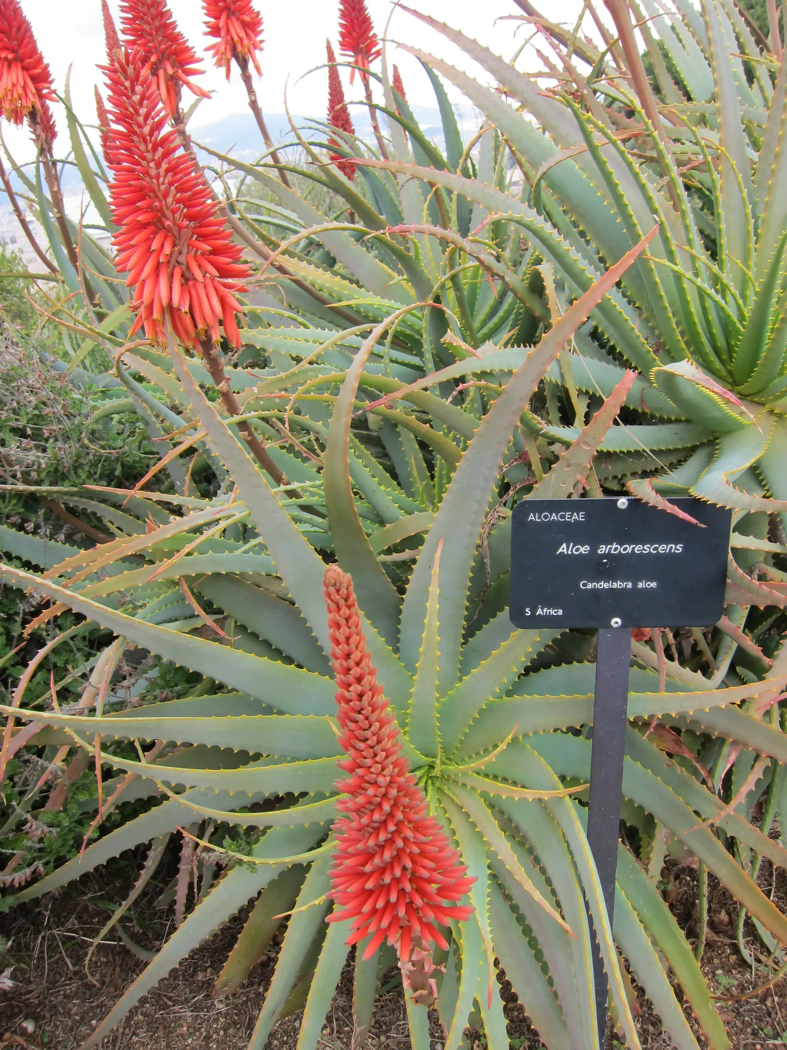 Tree Aloe (Aloe Arborescens) — Native to southeastern Africa