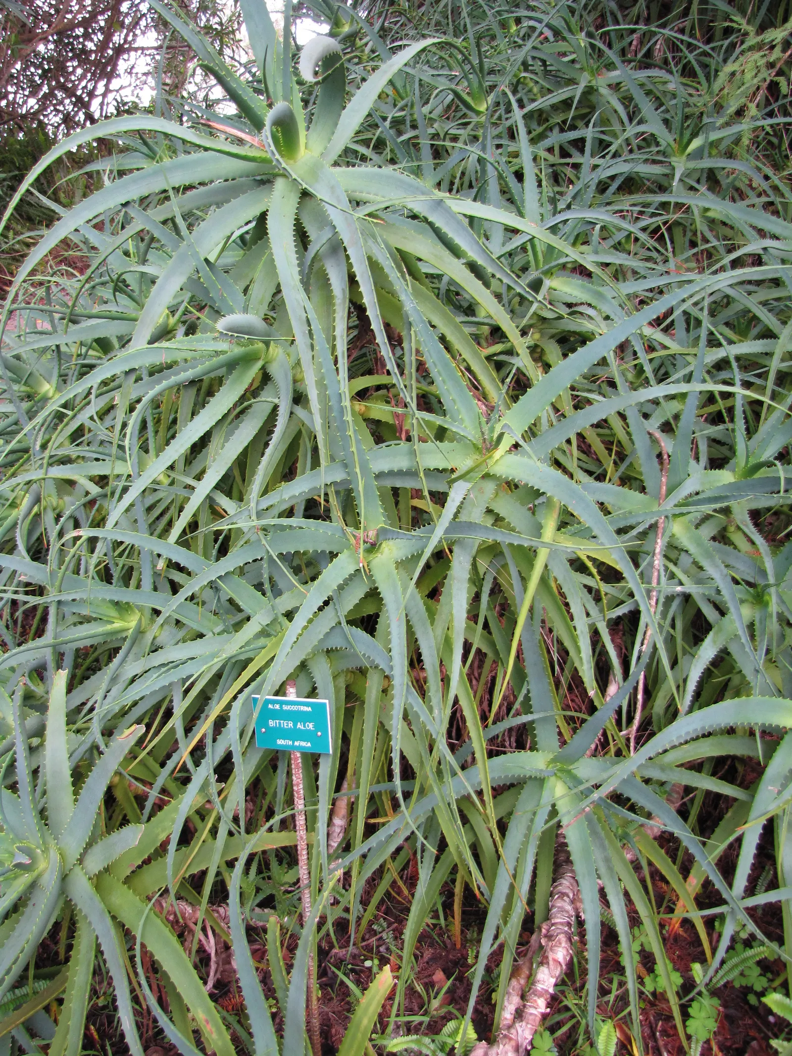Tree Aloe (Aloe Arborescens) — Tree Aloe truly captivates with its fiery orange-red flowers