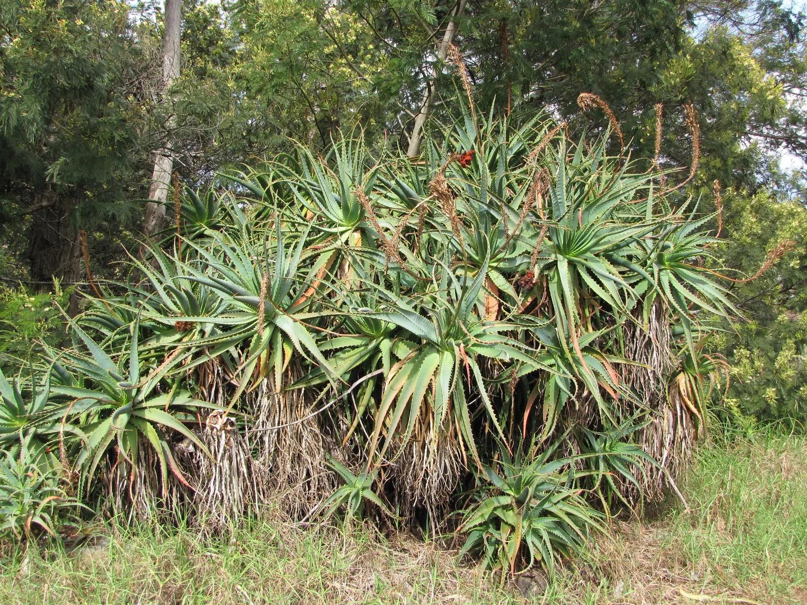 Tree Aloe (Aloe Arborescens) — forming a natural multi-stemmed; reaching heights of up to 18 inches, image 85