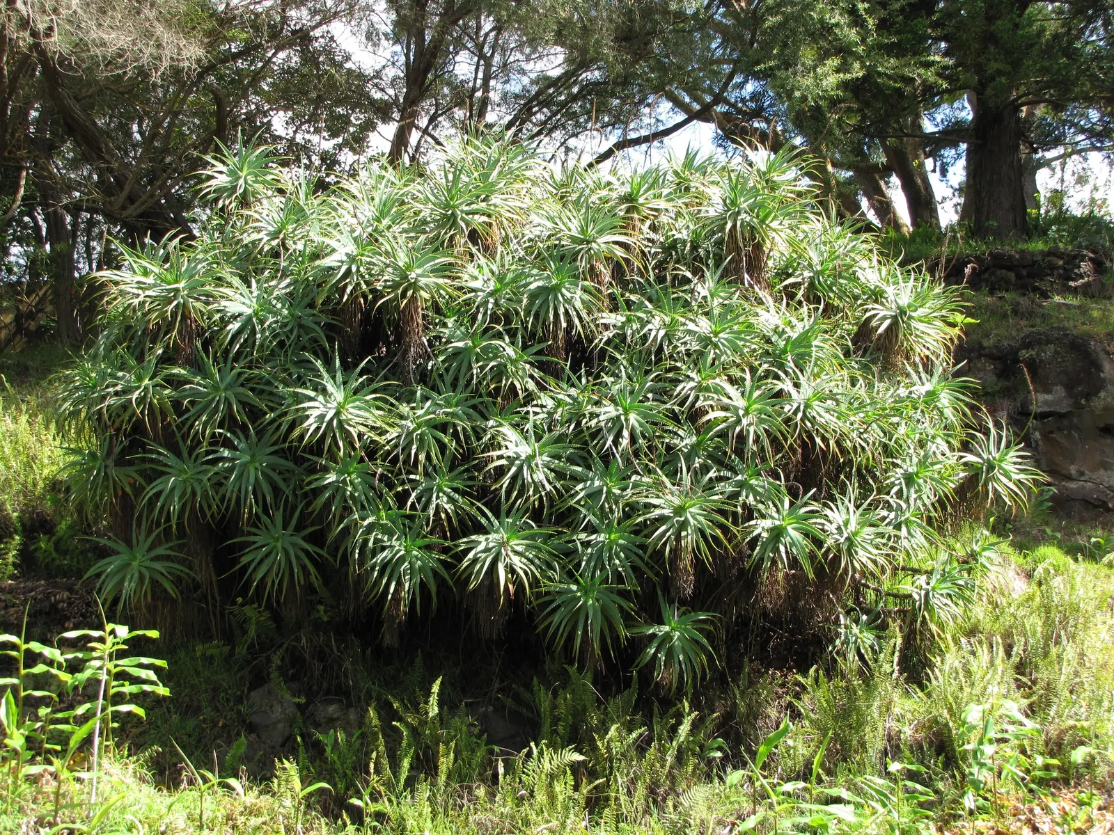Tree Aloe (Aloe Arborescens) — asking only to be protected from frost to ensure a healthy; such as hummingbirds.<br><br>Aloe arborescens thrives in, image 71