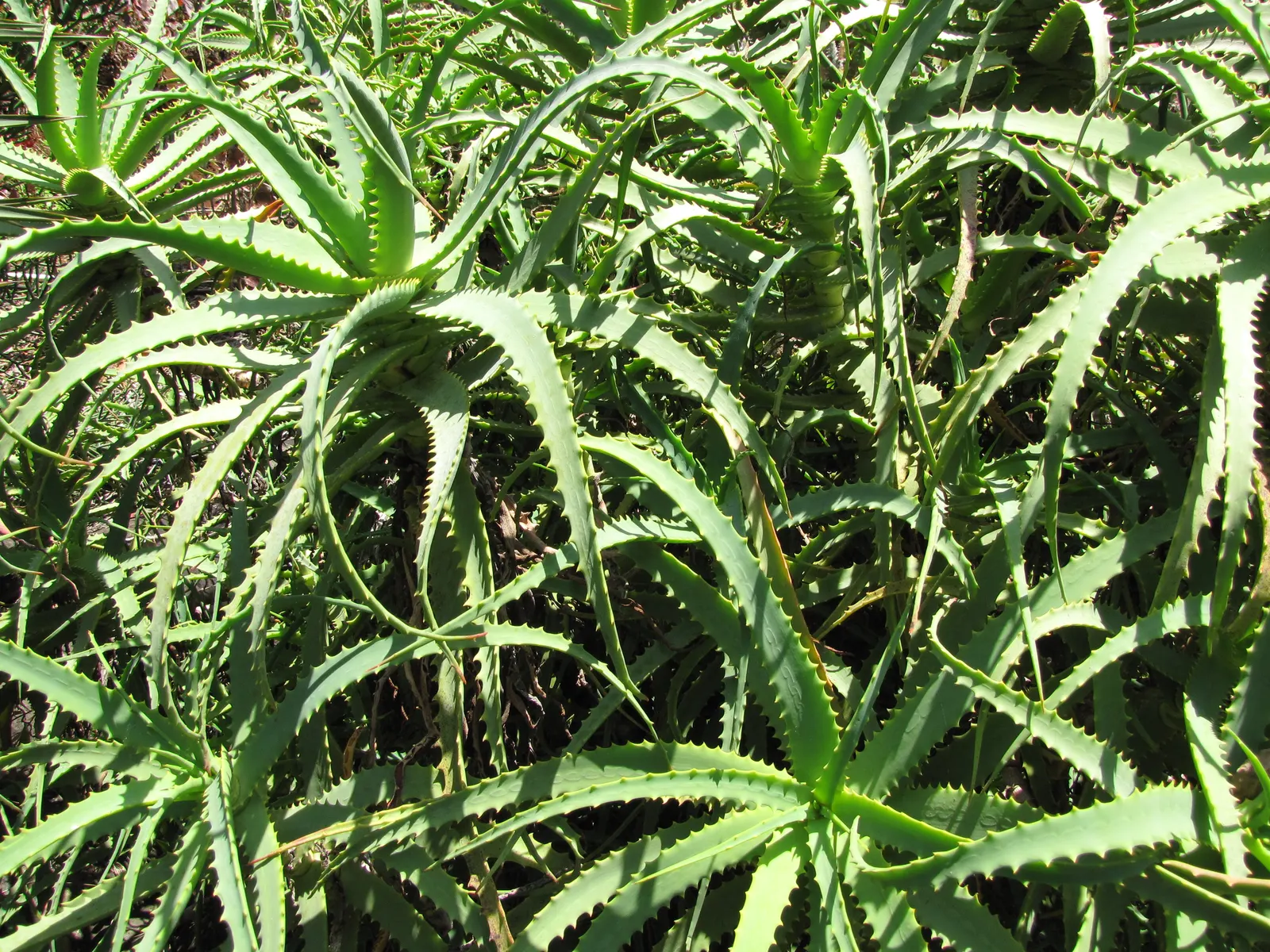Tree Aloe (Aloe Arborescens) — Each leaf boasts characteristic spiny margins which act as a deterrent to herbivores in their native habitat, image 38