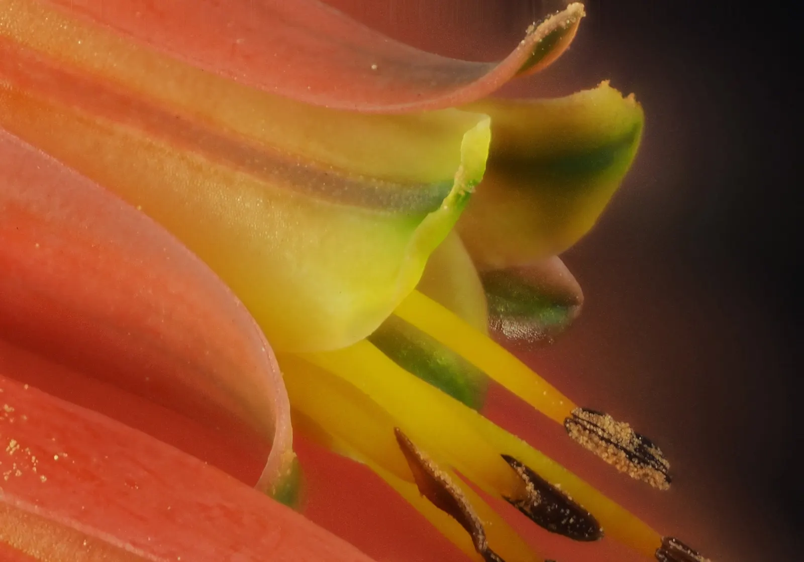 Tree Aloe (Aloe Arborescens) — Easy-care, it attracts birds and bees, enhancing biodiversity; typically from late fall to early winter, image 81
