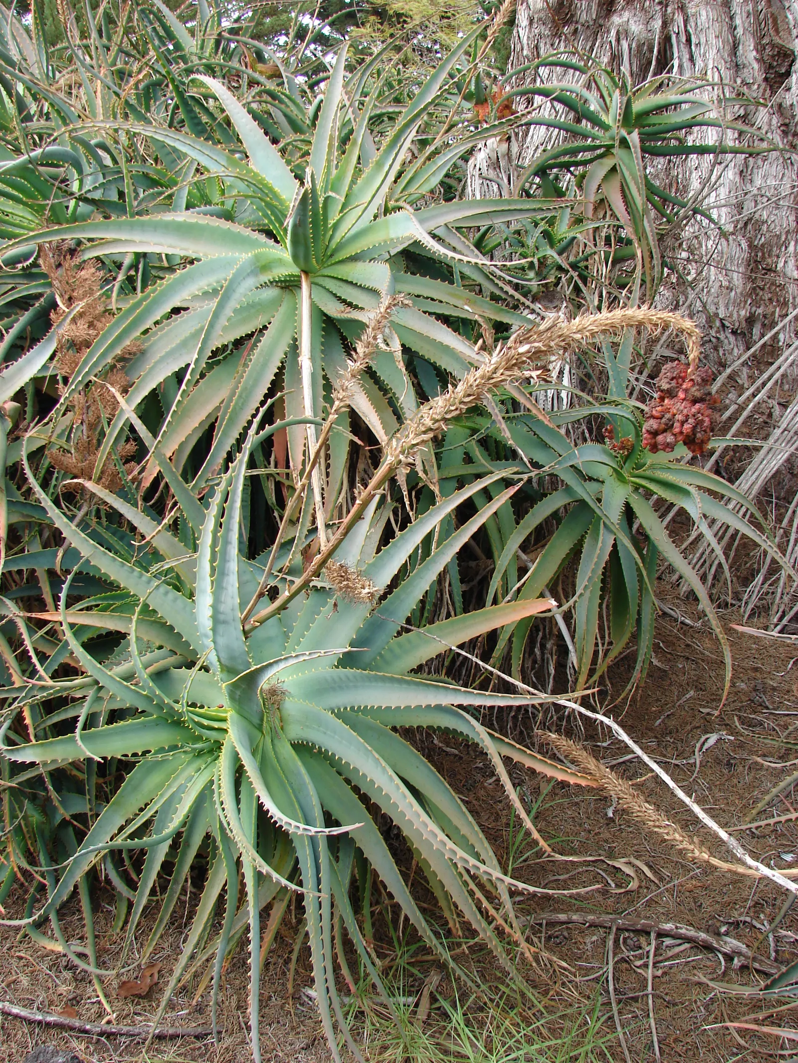 Tree Aloe (Aloe Arborescens) — Tree Aloe truly captivates with its fiery orange-red flowers; cluster at the branch tips, image 90