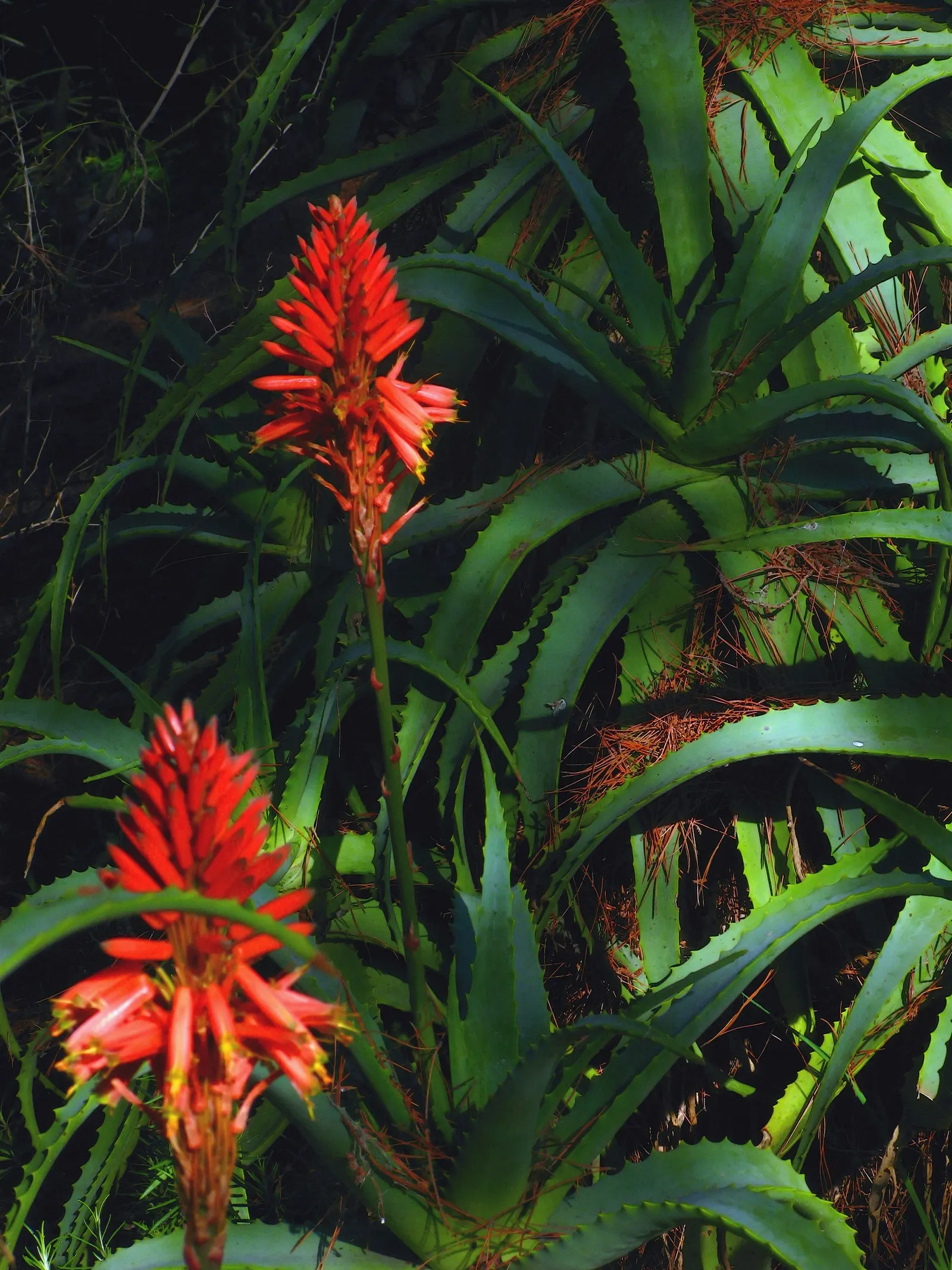 Tree Aloe (Aloe Arborescens) — with mature leaves growing to around 18 inches in length and 3 to 4 inches in width; easy-care, it attracts birds and bees