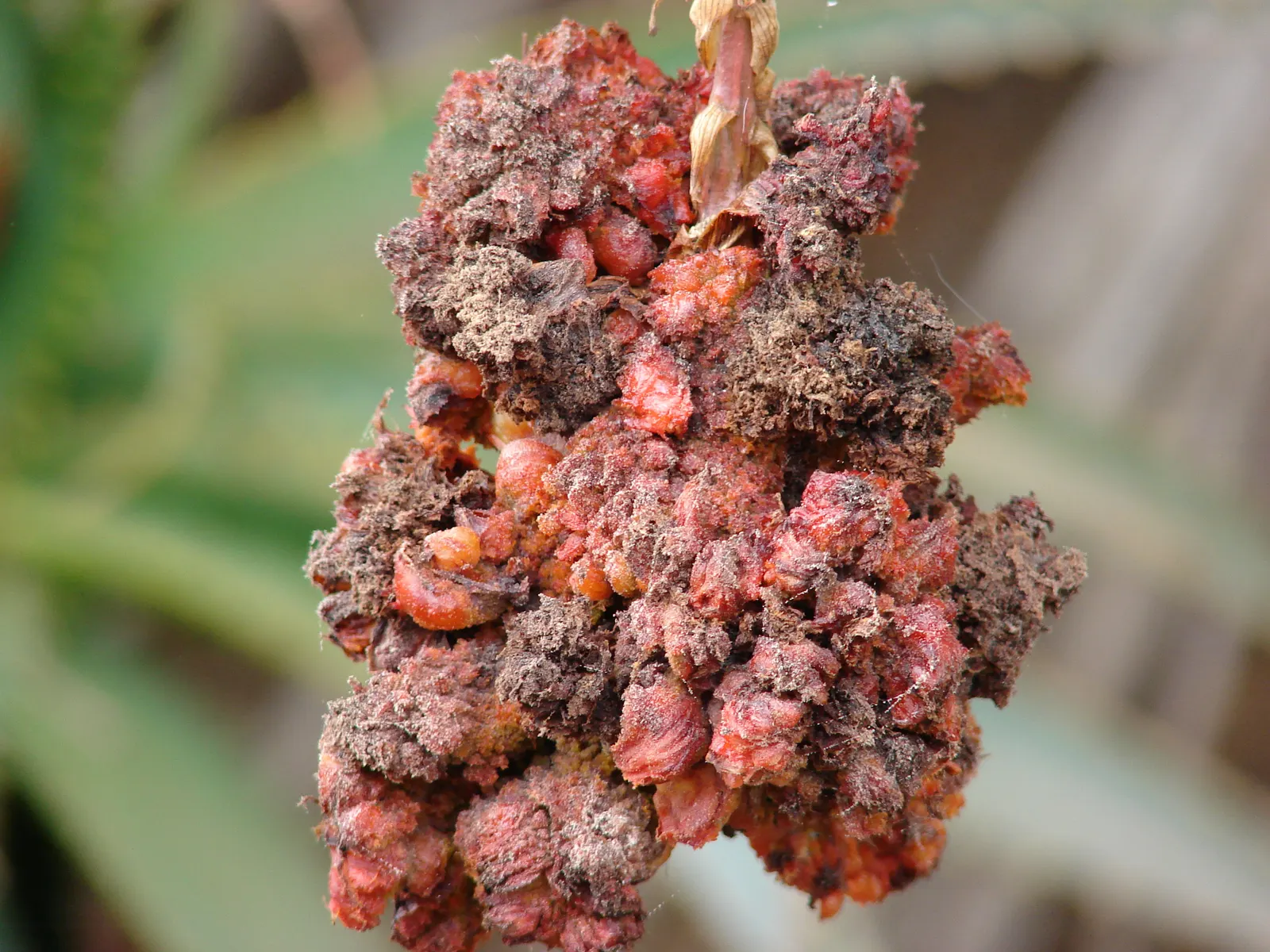 Tree Aloe (Aloe Arborescens) — Easy-care, it attracts birds and bees, enhancing biodiversity; typically from late fall to early winter, image 56