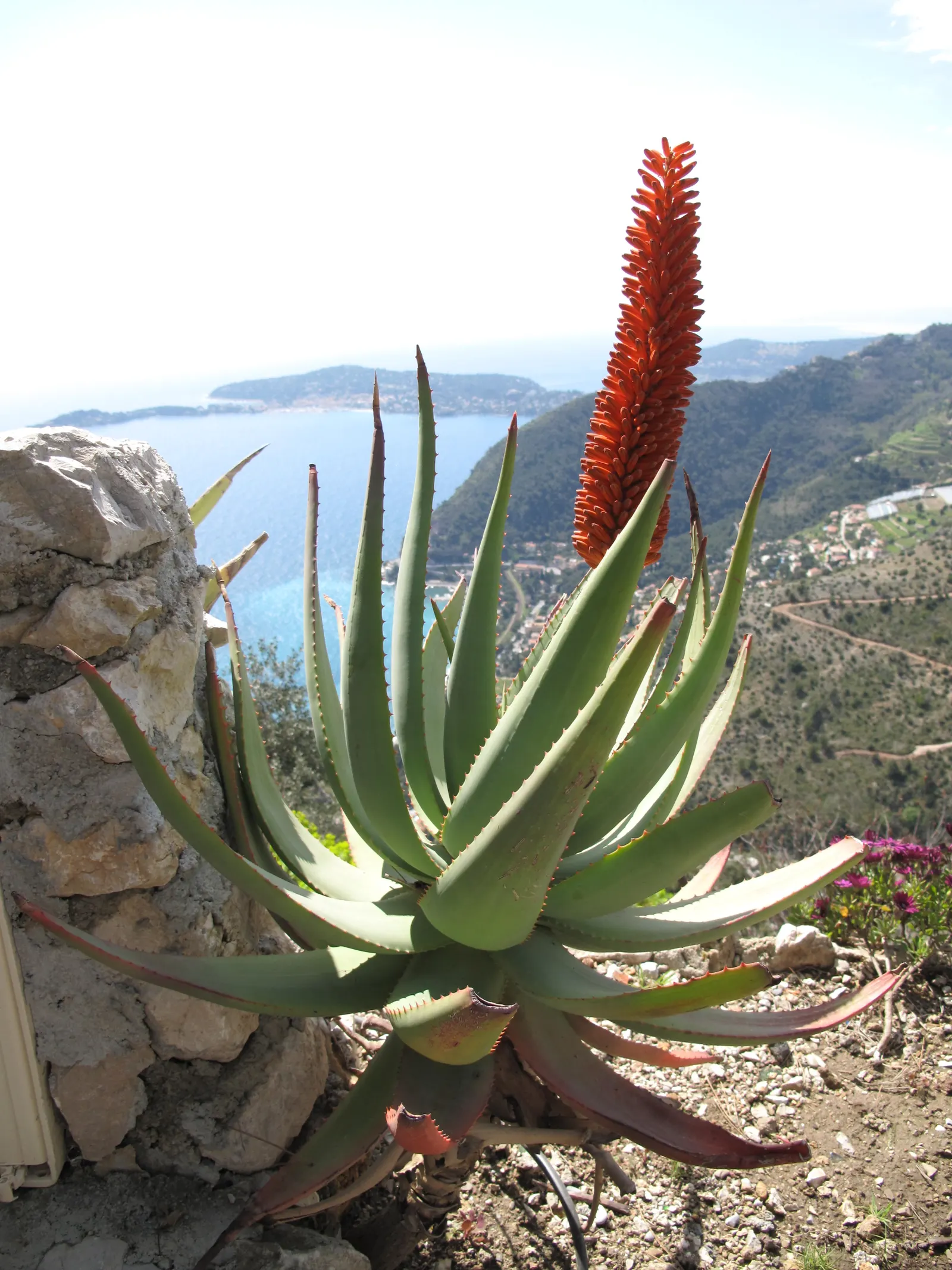 Tree Aloe (Aloe Arborescens) — typically from late fall to early winter; it prefers to be placed in full sun to partial shade with well-draining soil
